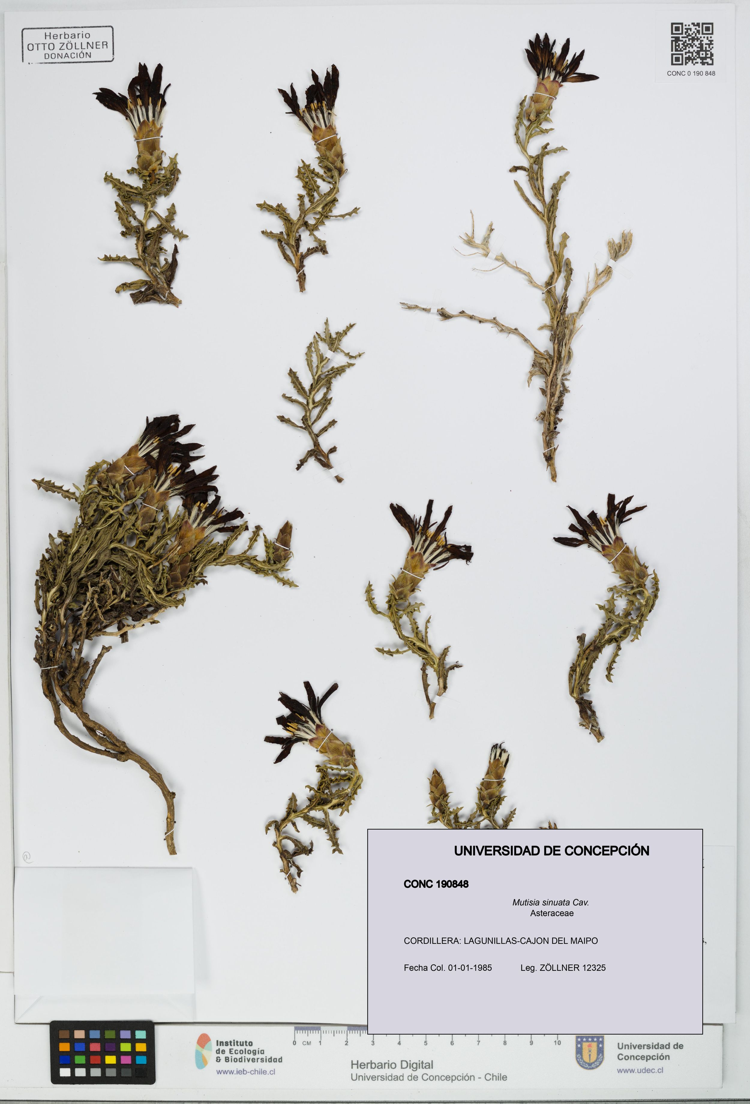 Mutisia sinuata [Espécimen: ]