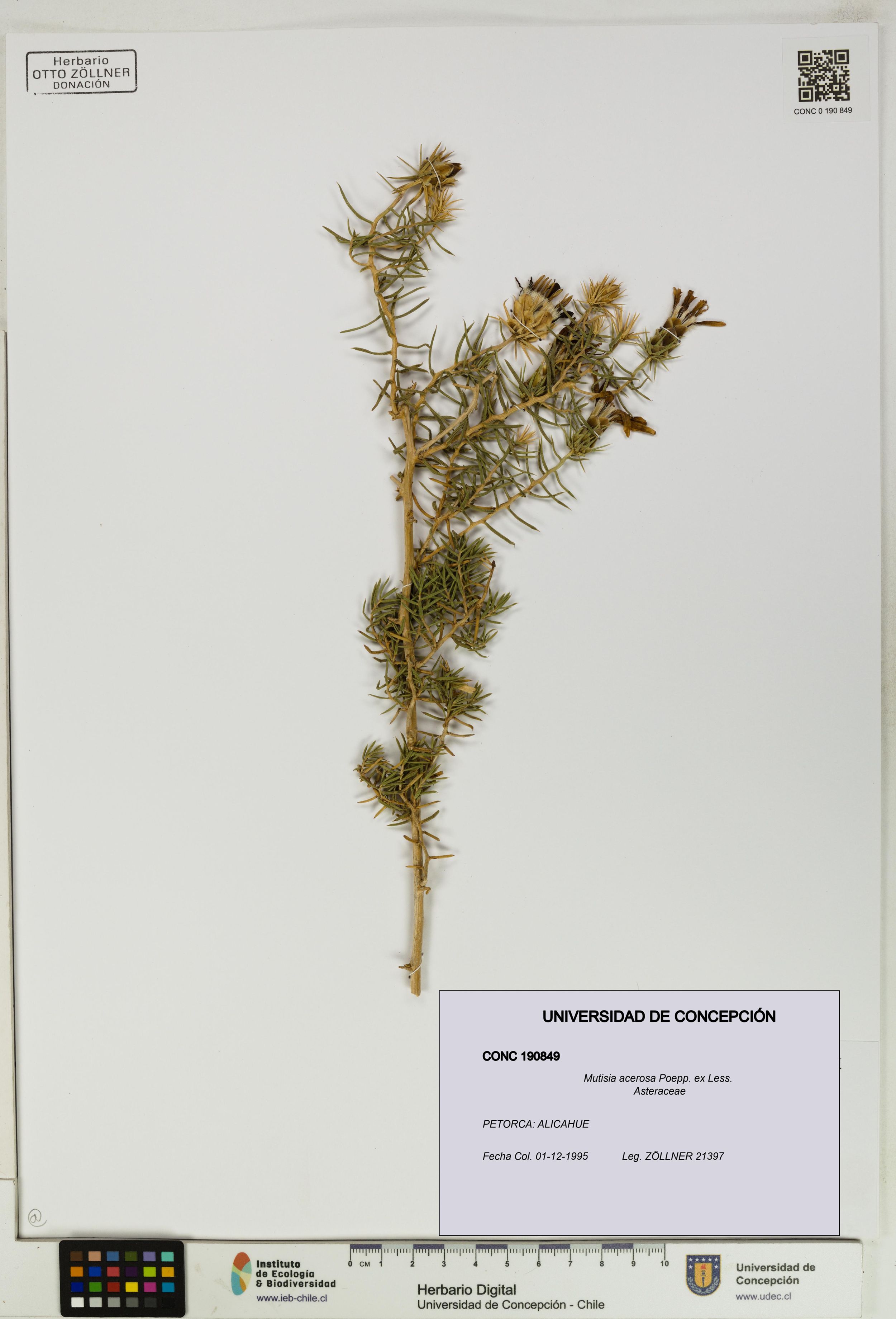 Mutisia acerosa [Espécimen: ]