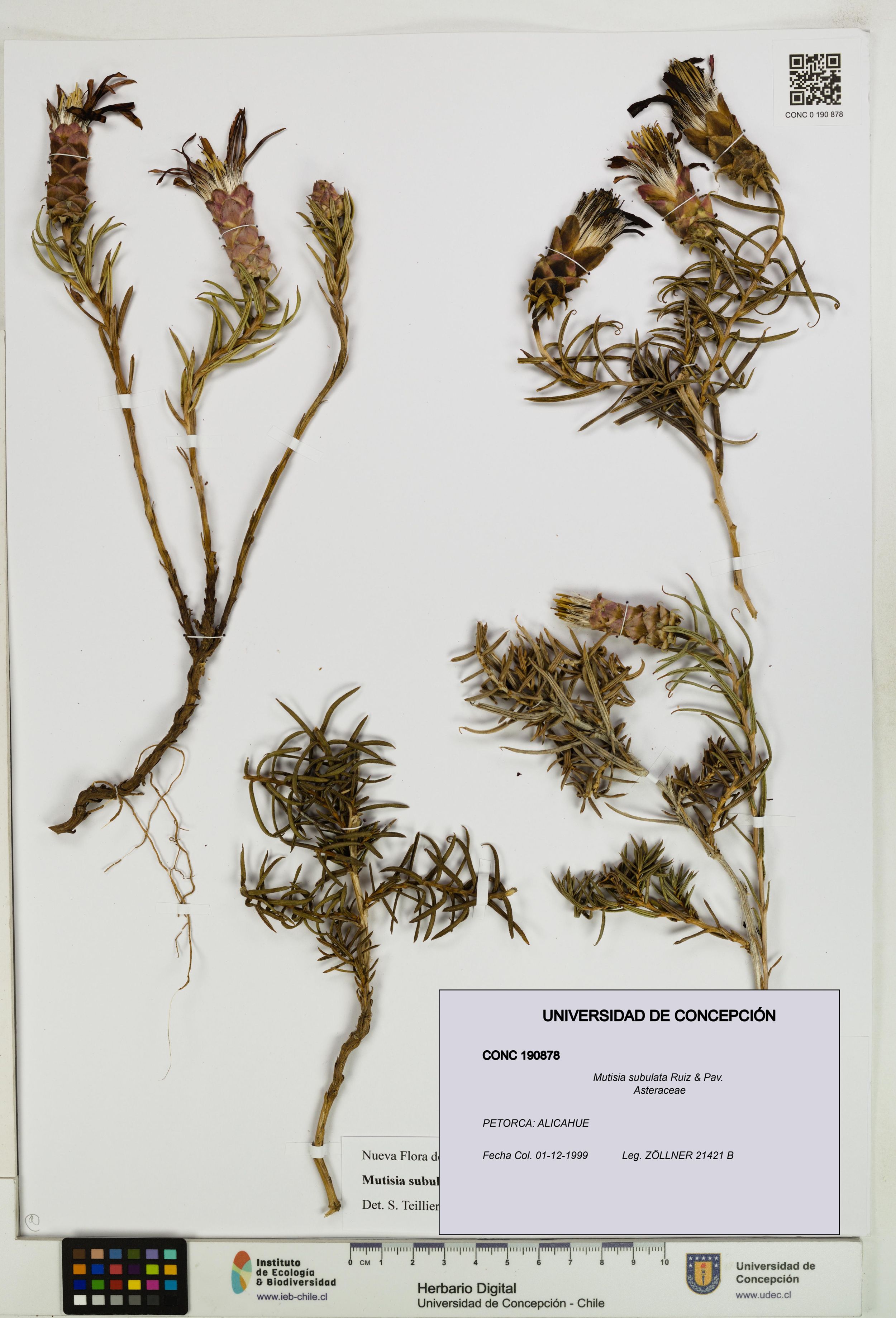 Mutisia subulata [Espécimen: ]