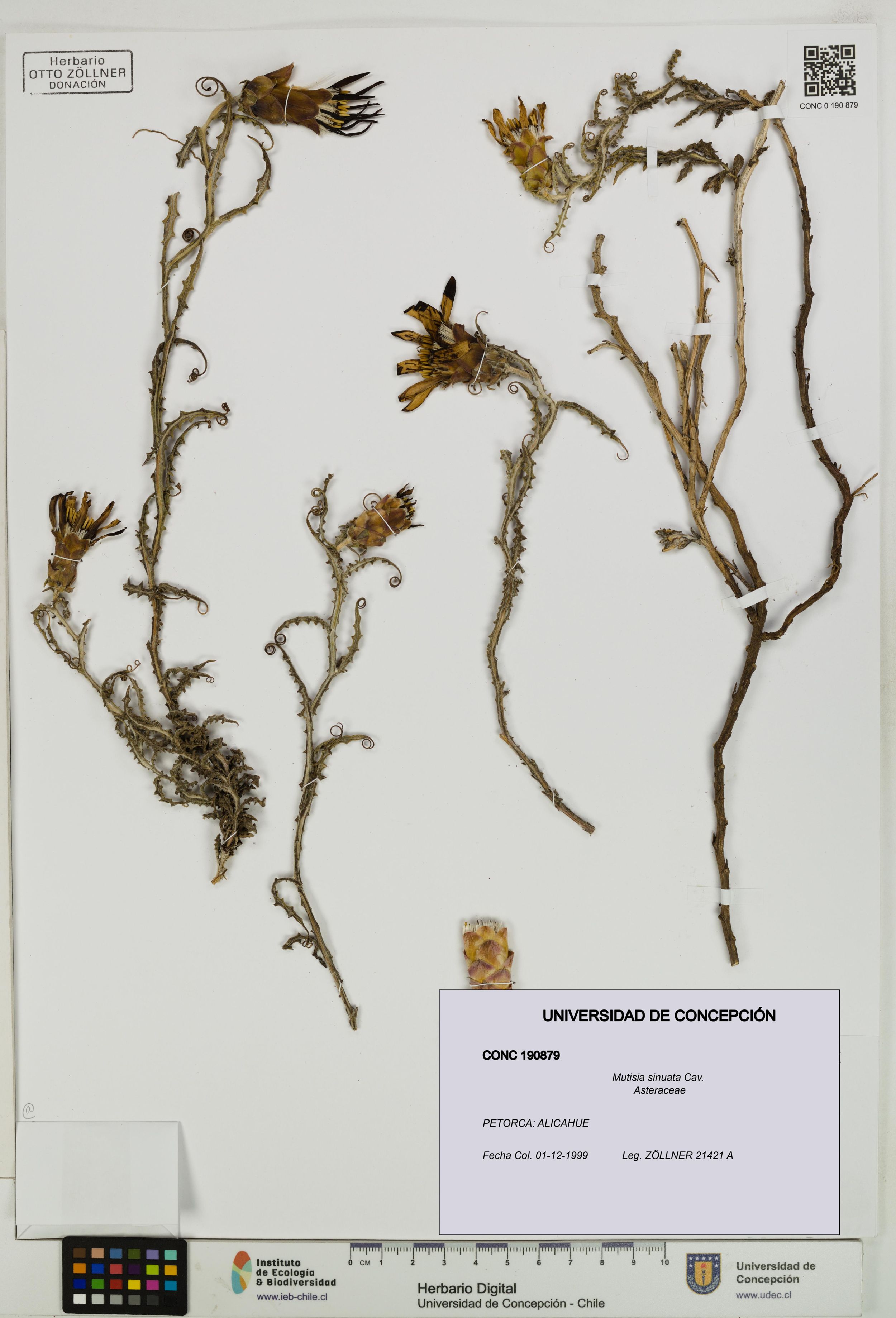 Mutisia sinuata [Espécimen: ]