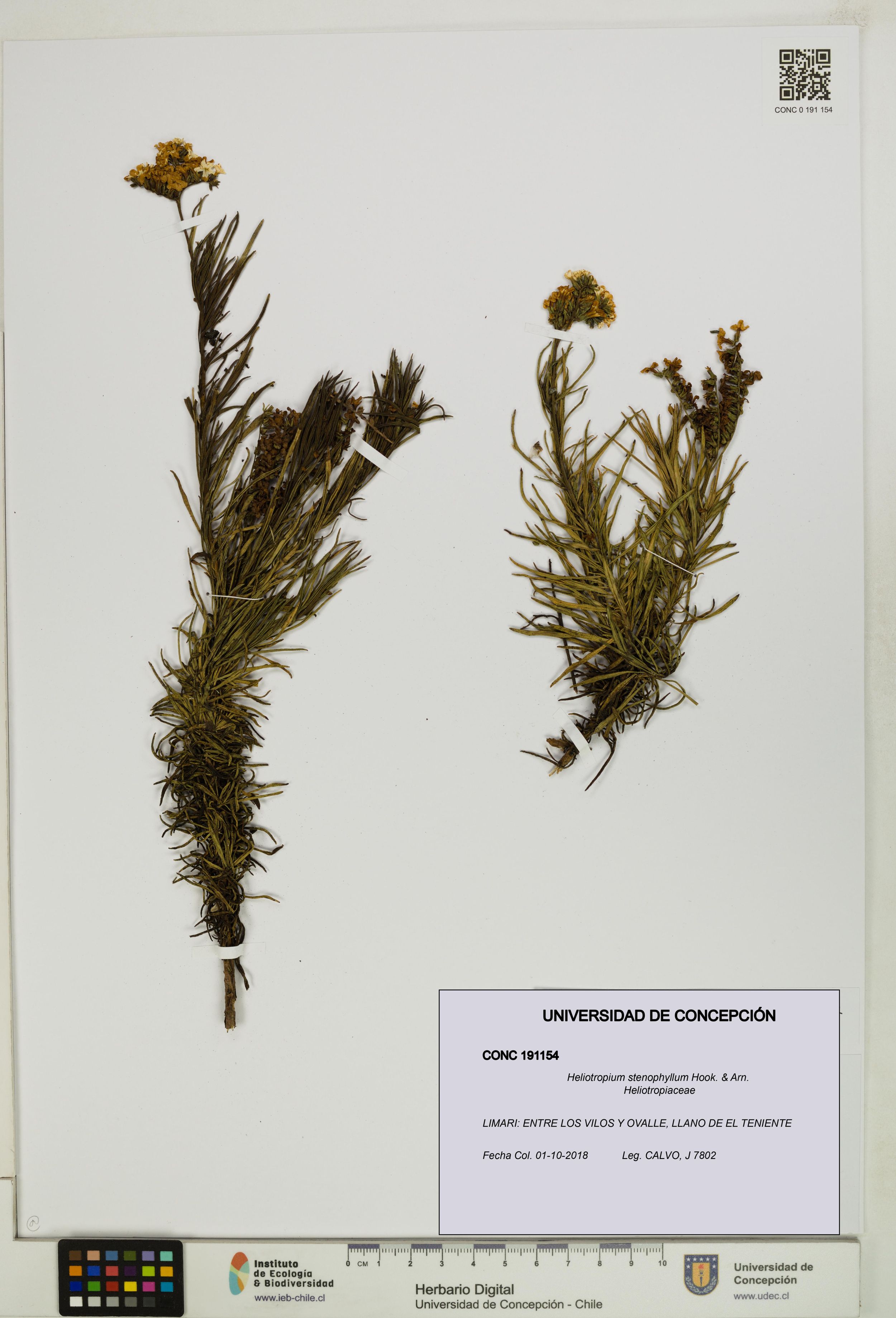 Heliotropium stenophyllum [Espécimen: ]
