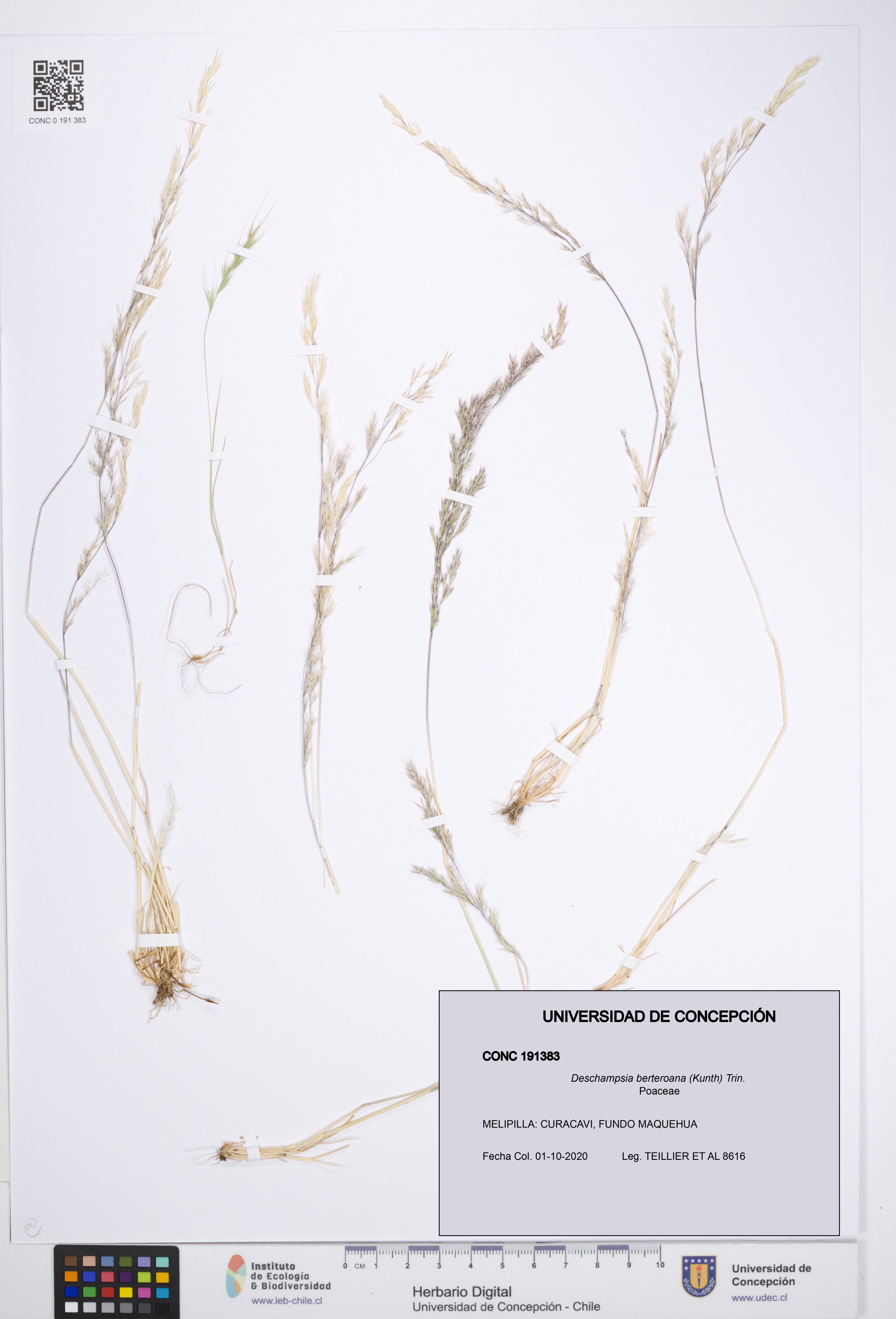 Deschampsia berteroana [Espécimen: ]