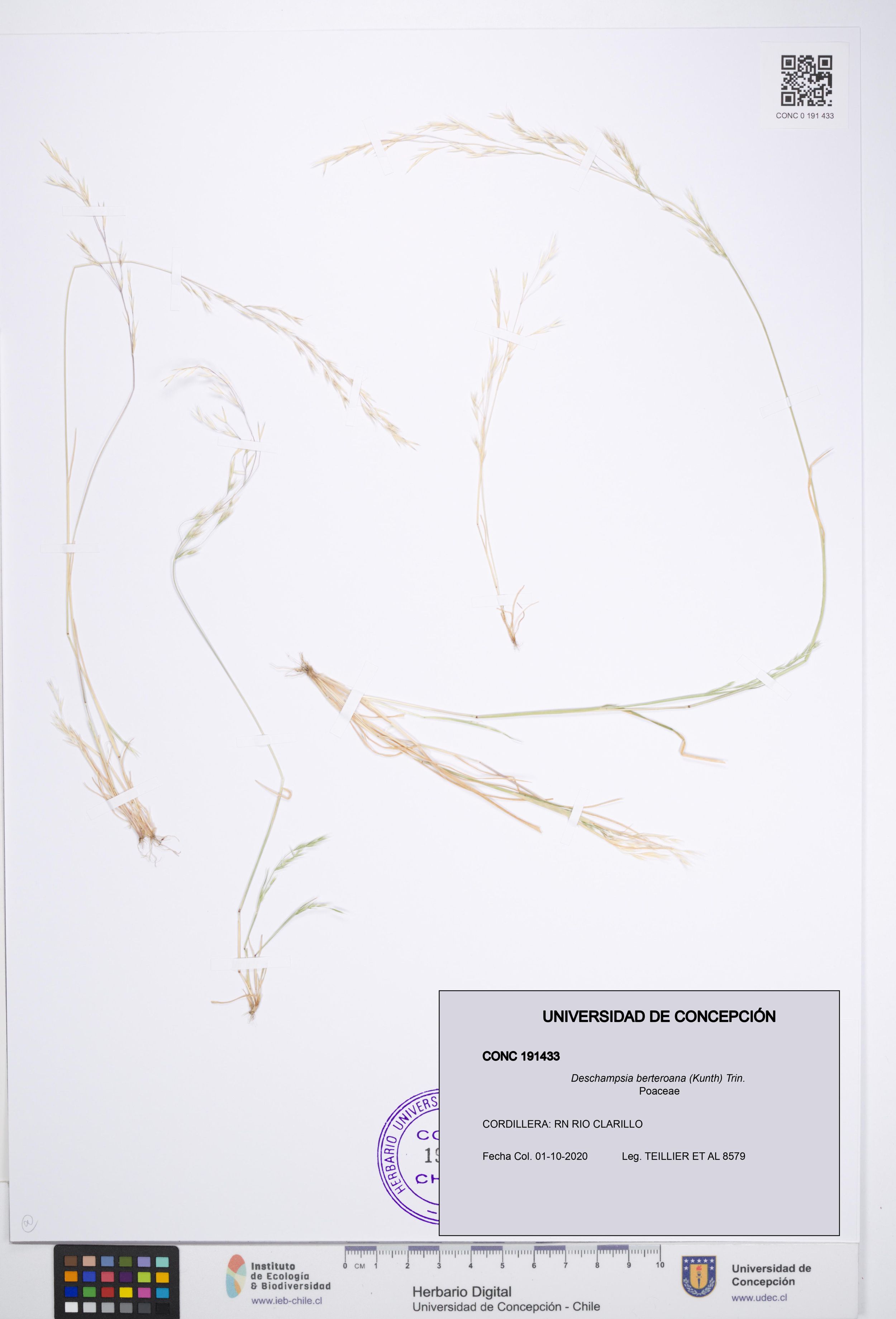 Deschampsia berteroana [Espécimen: ]