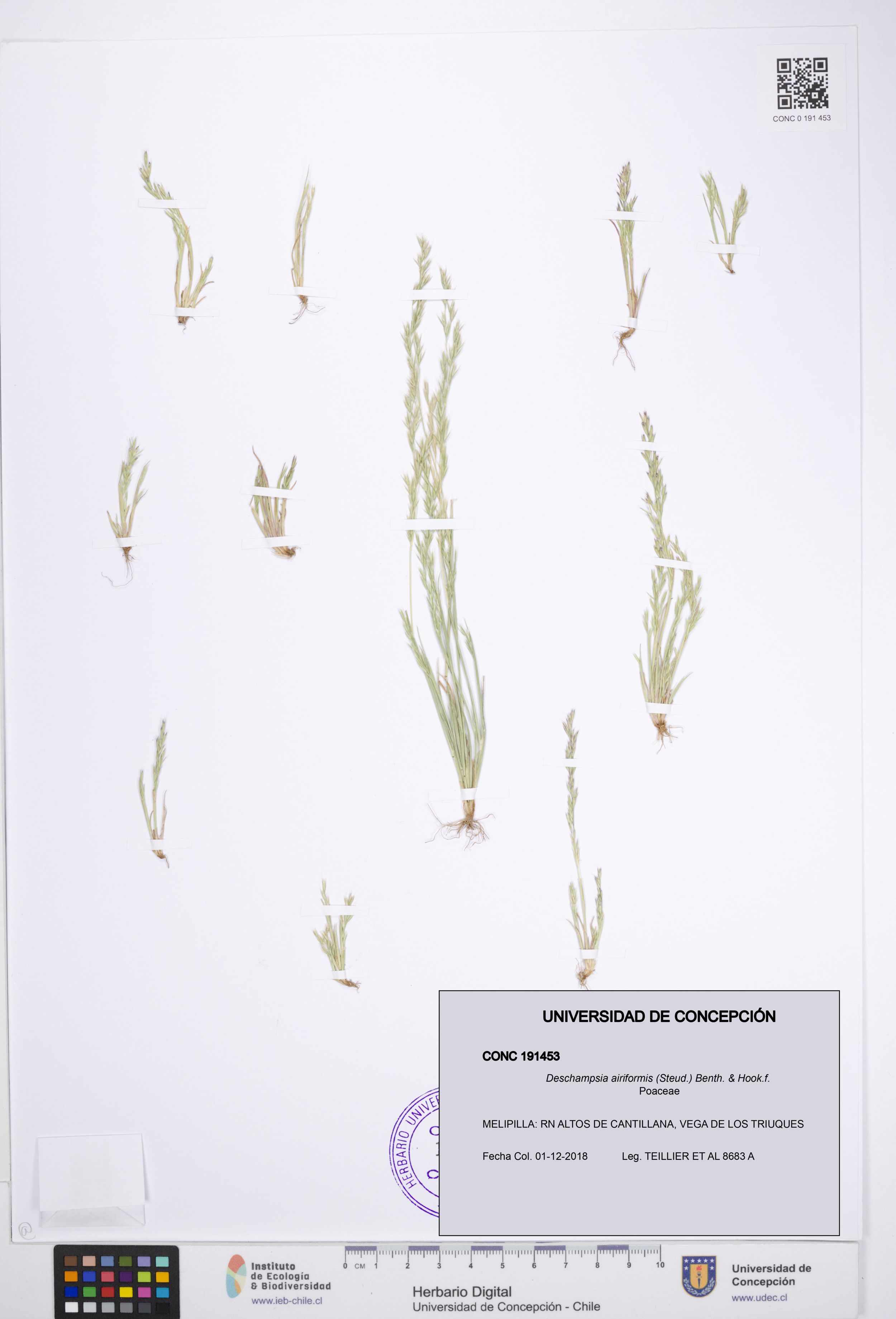Deschampsia airiformis [Espécimen: ]