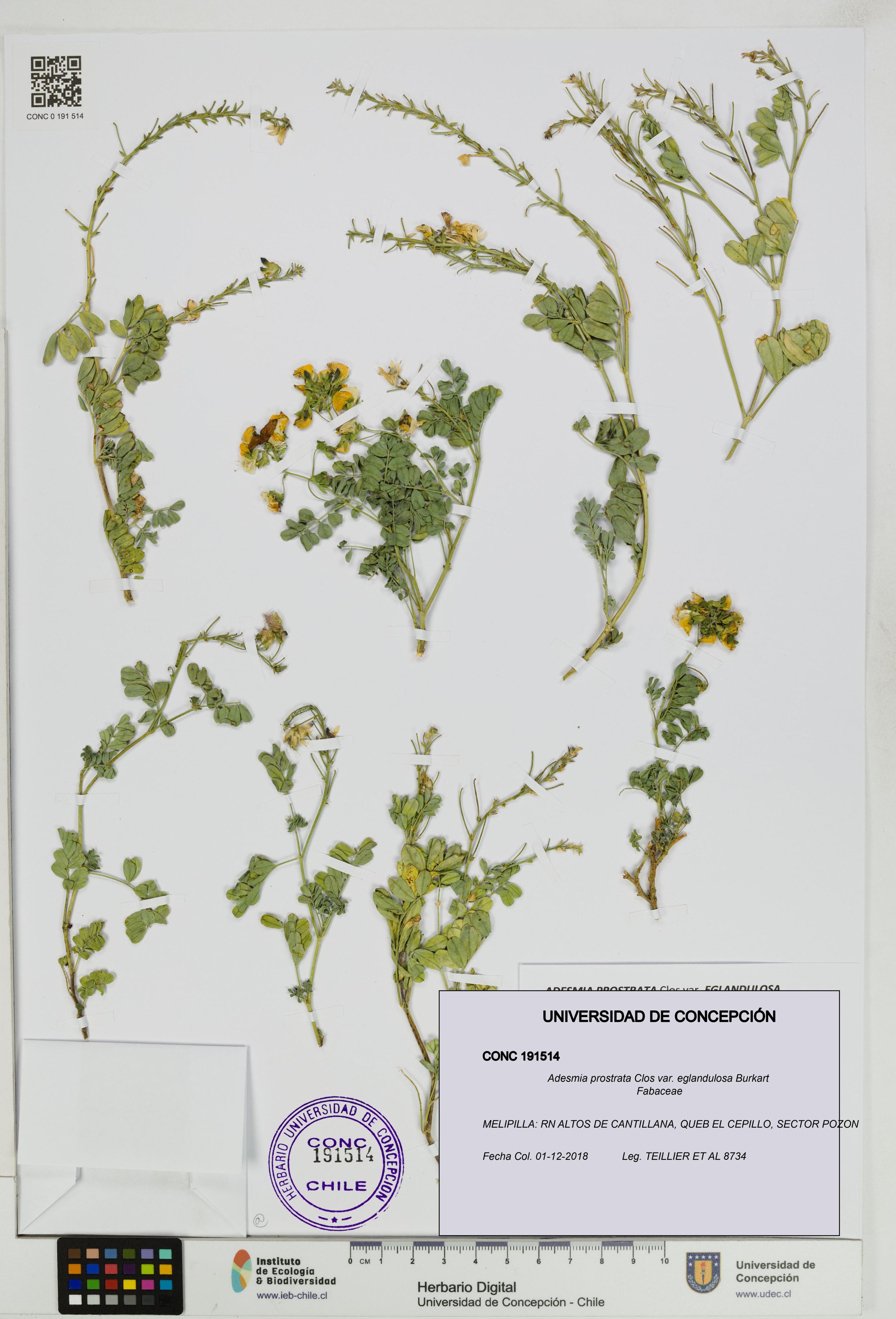 Adesmia prostrata var. eglandulosa [Espécimen: ]