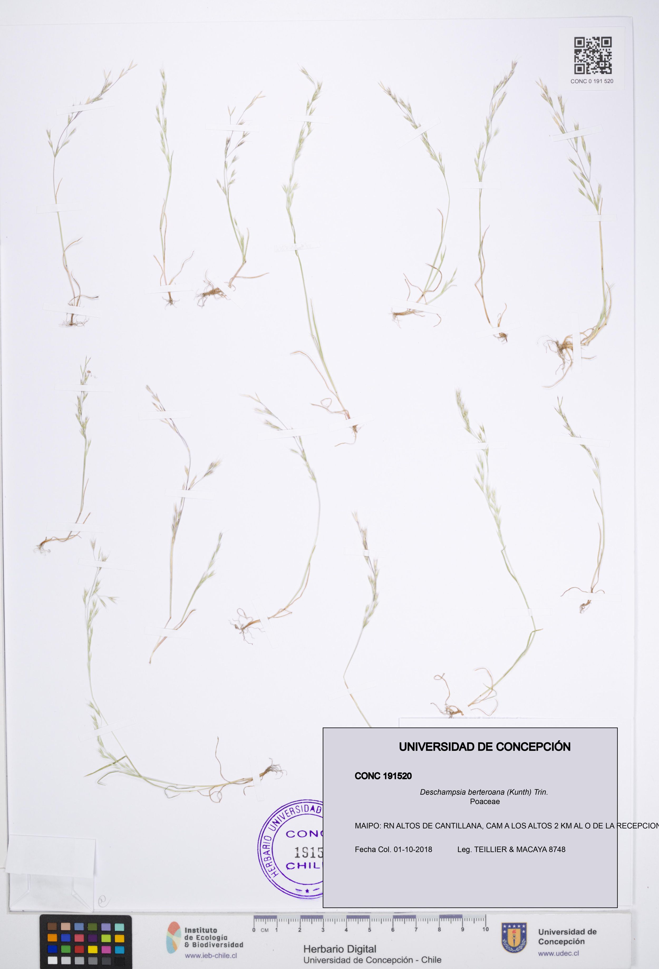 Deschampsia berteroana [Espécimen: ]
