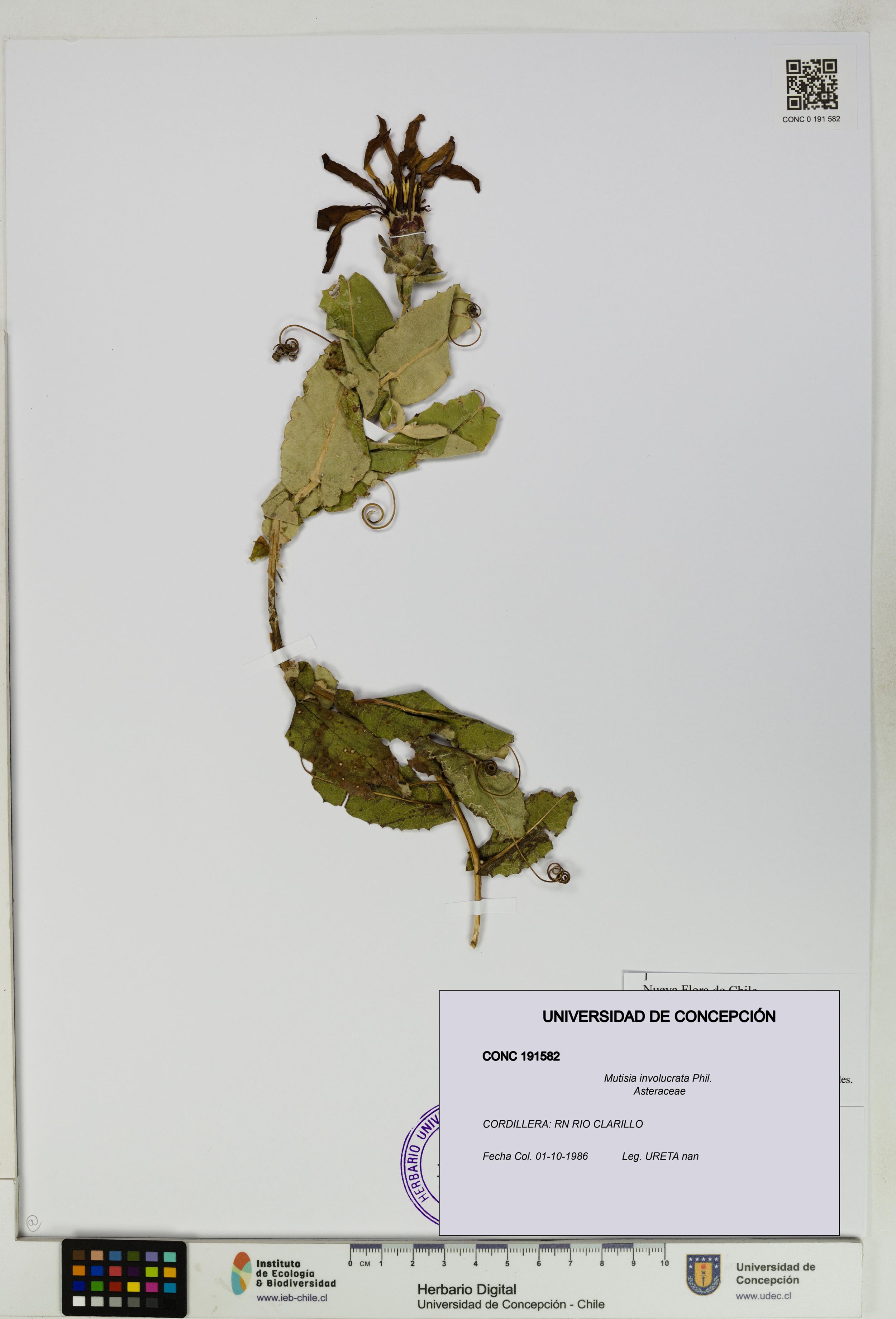 Mutisia involucrata [Espécimen: ]