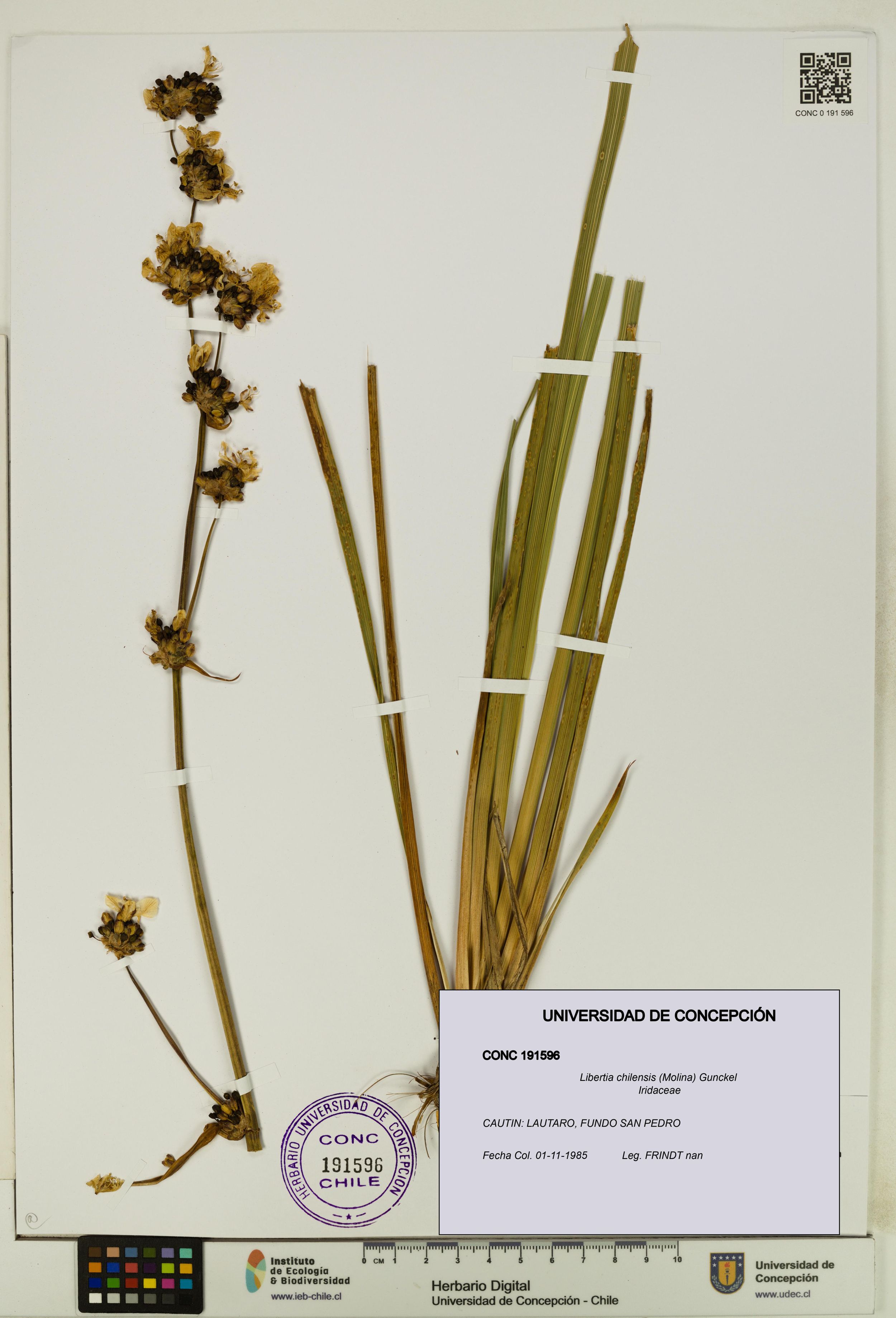 Libertia chilensis [Espécimen: ]