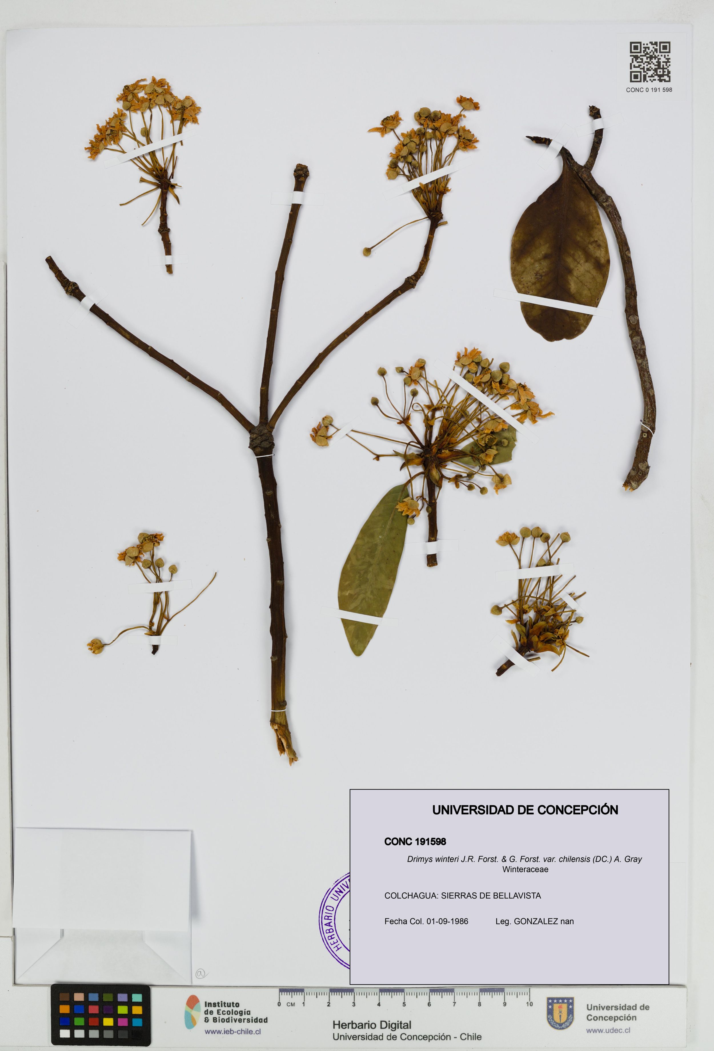 Drimys winteri var. chilensis [Espécimen: ]