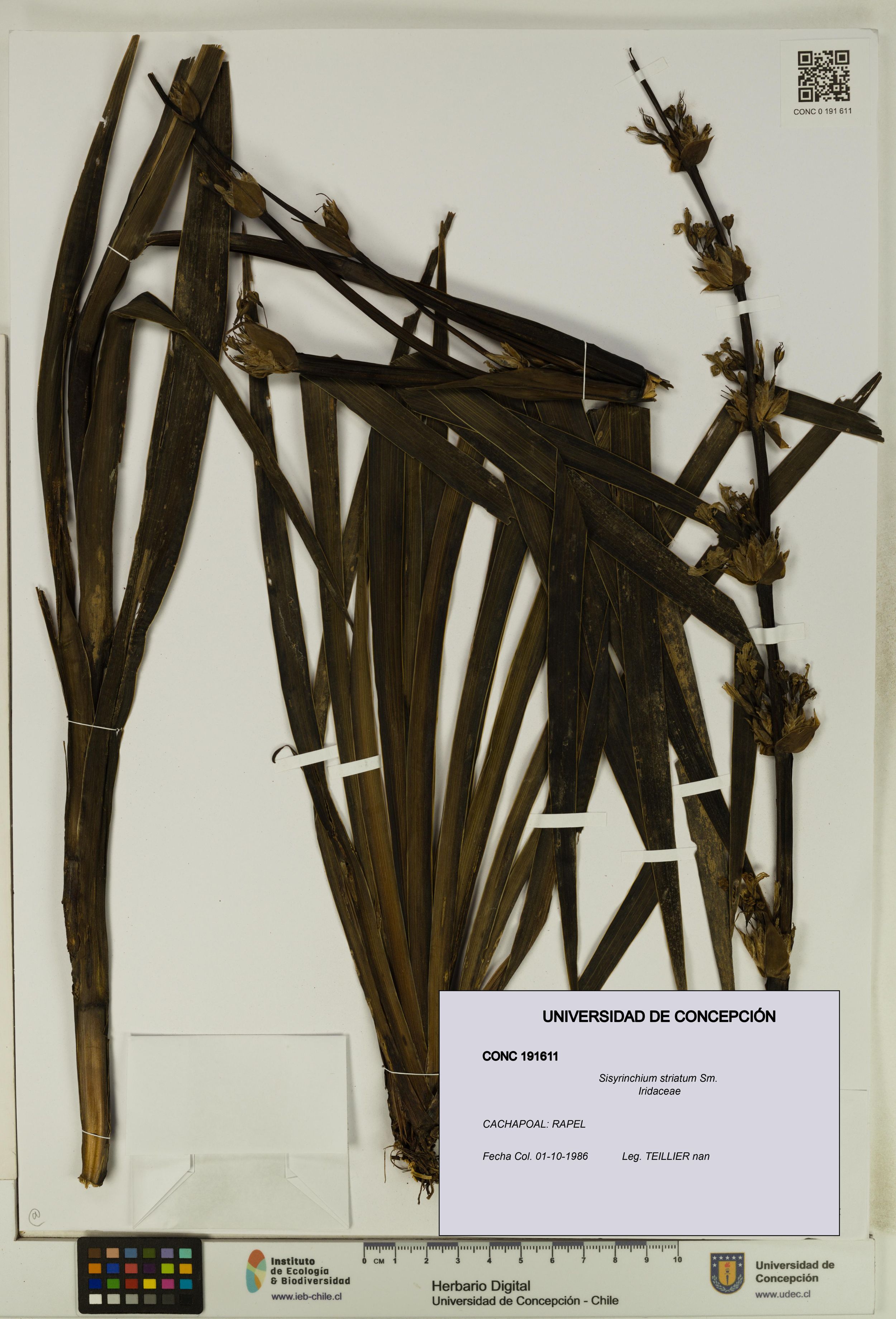 Sisyrinchium striatum [Espécimen: ]
