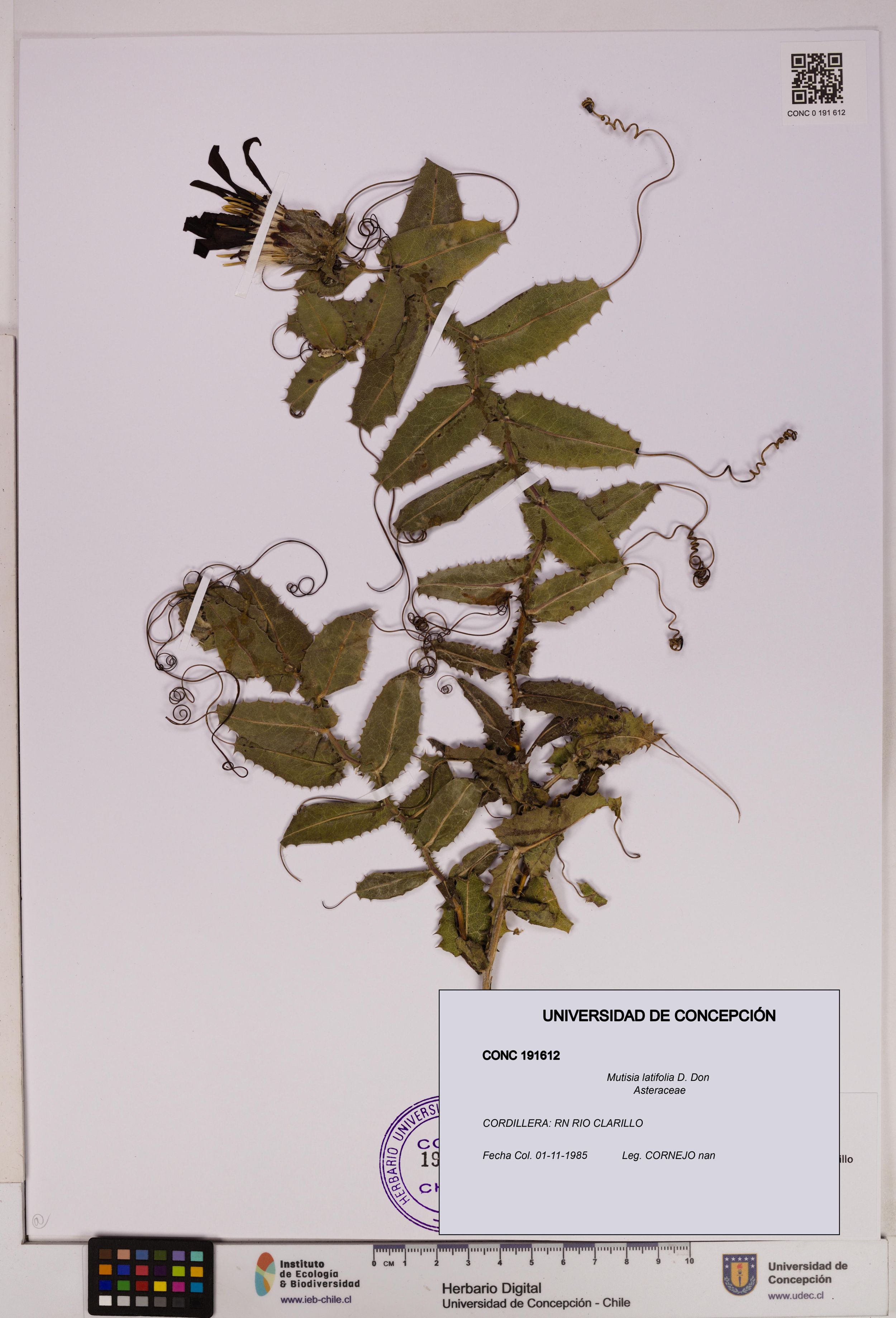 Mutisia latifolia [Espécimen: ]
