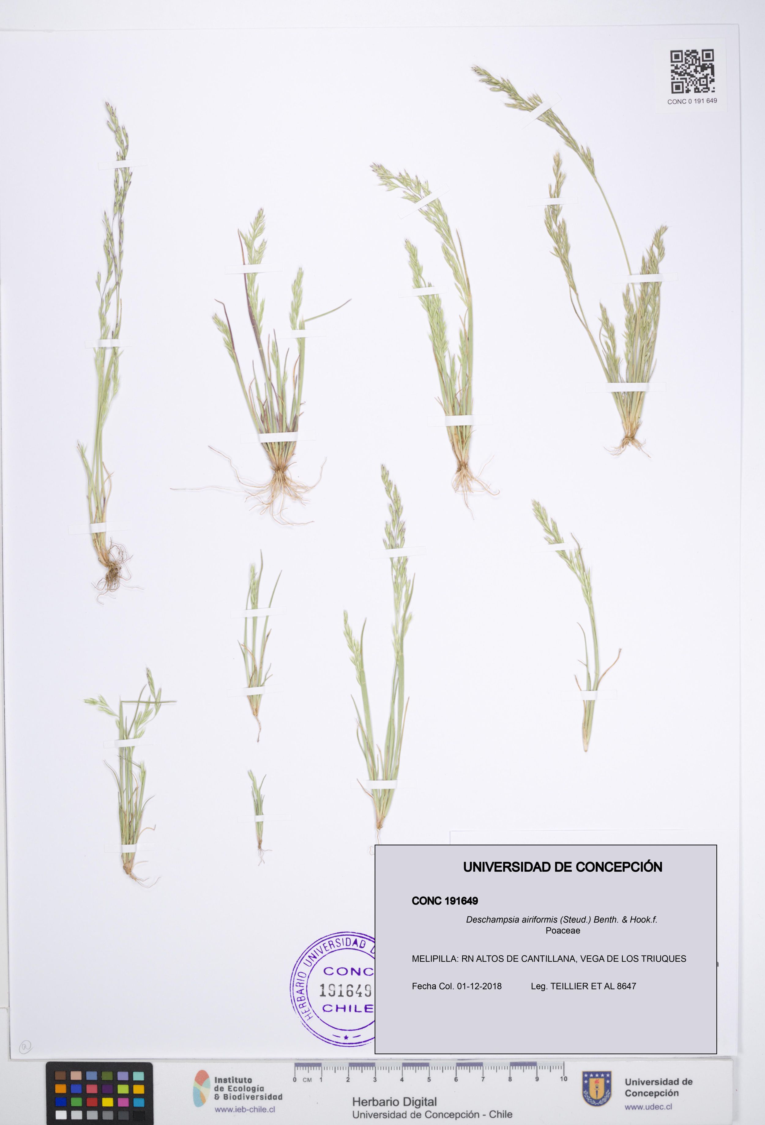 Deschampsia airiformis [Espécimen: ]