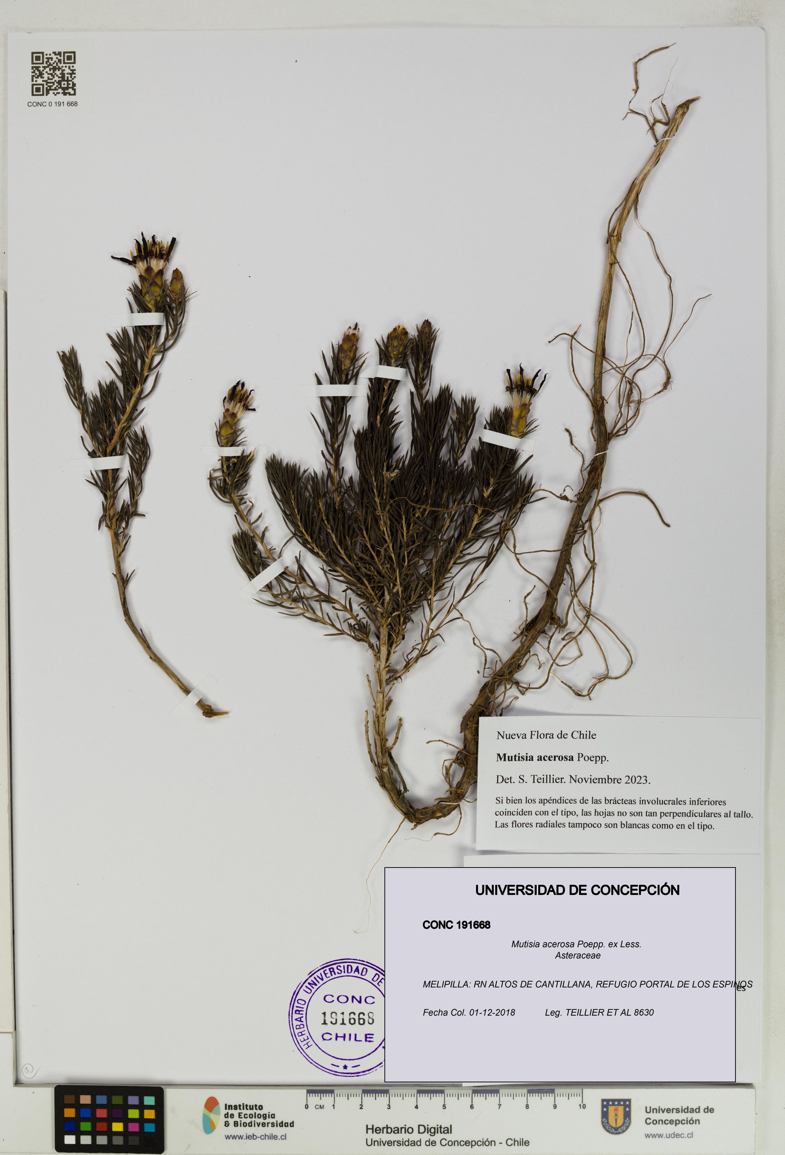 Mutisia acerosa [Espécimen: ]