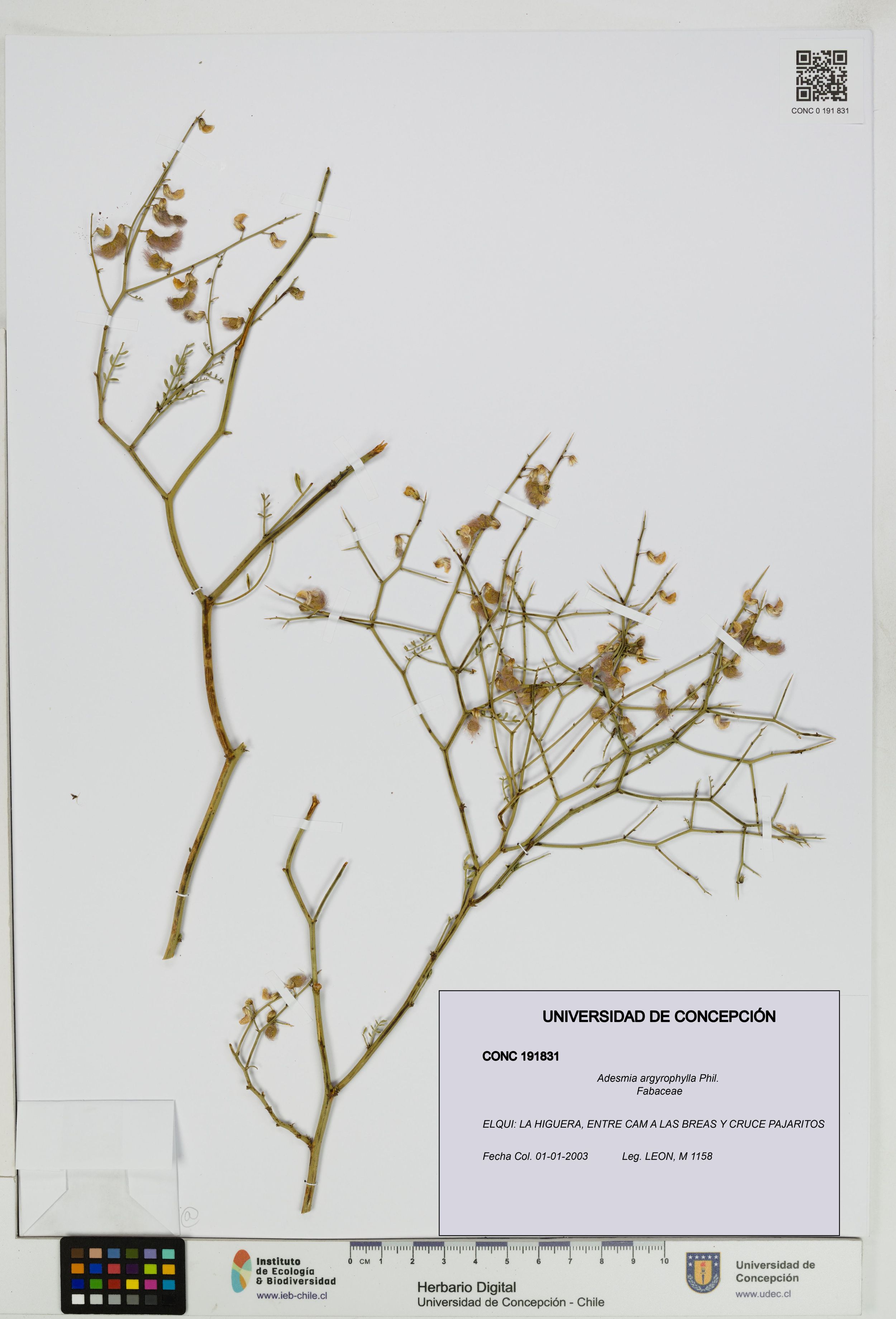Adesmia argyrophylla [Espécimen: ]