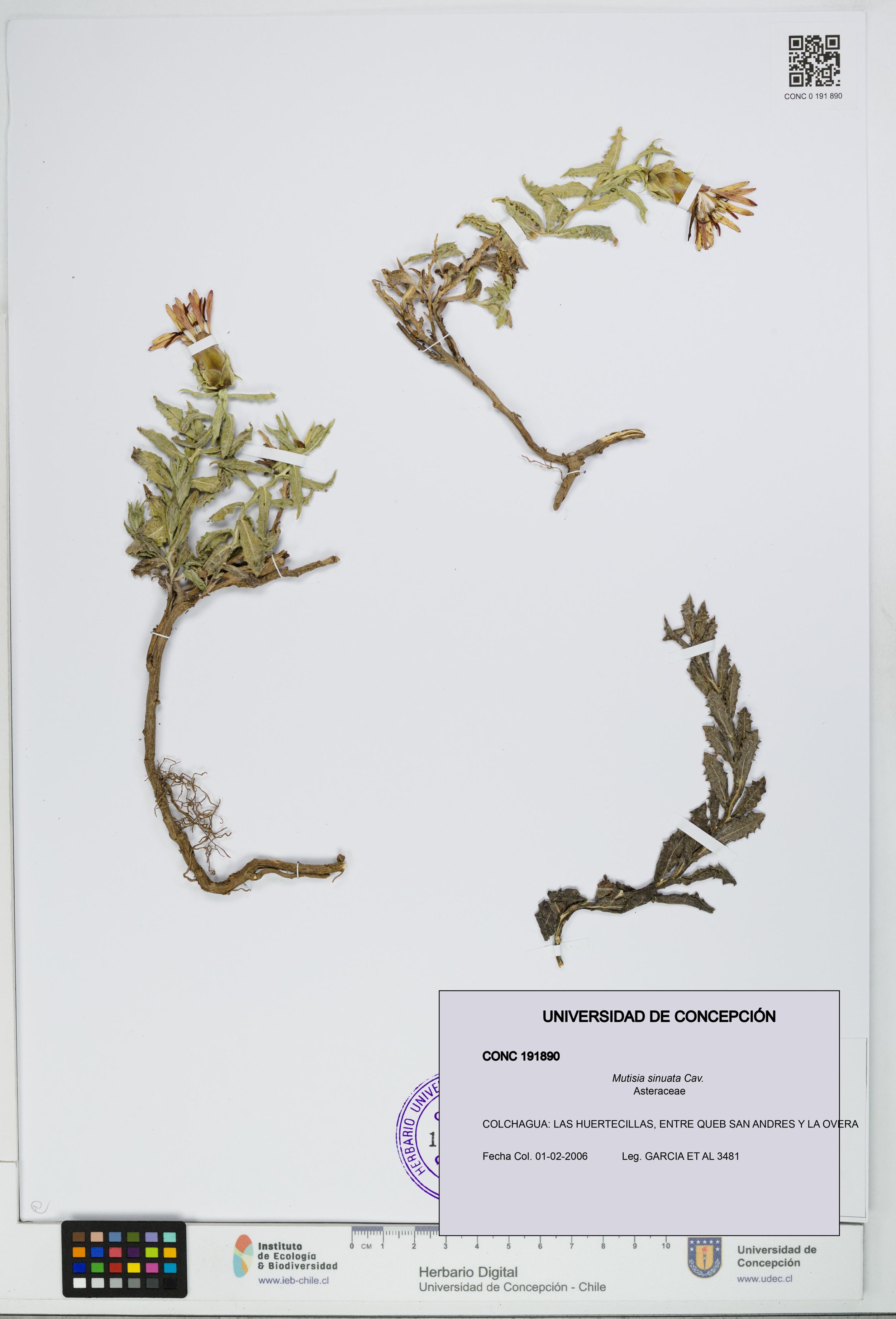 Mutisia sinuata [Espécimen: ]