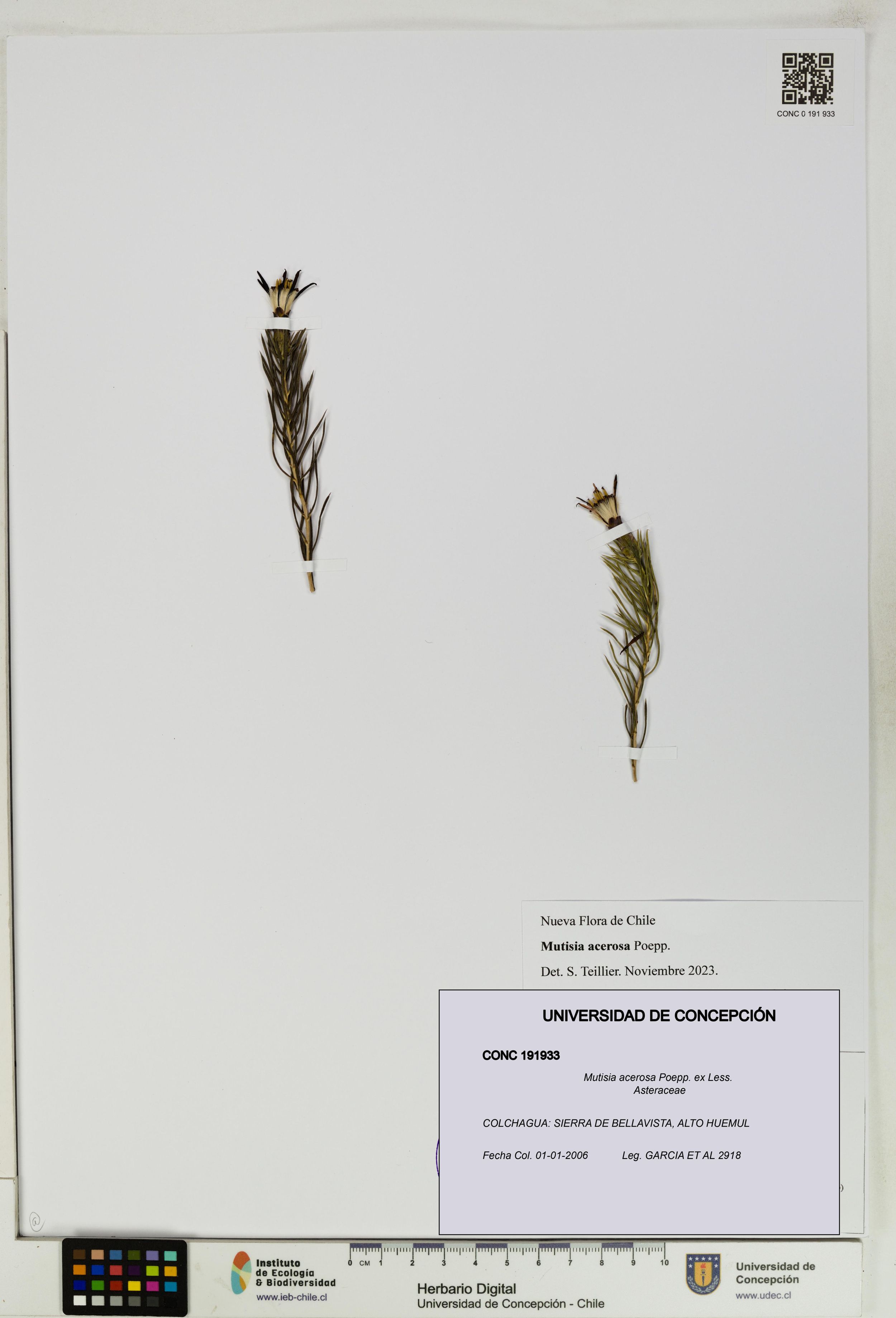 Mutisia acerosa [Espécimen: ]