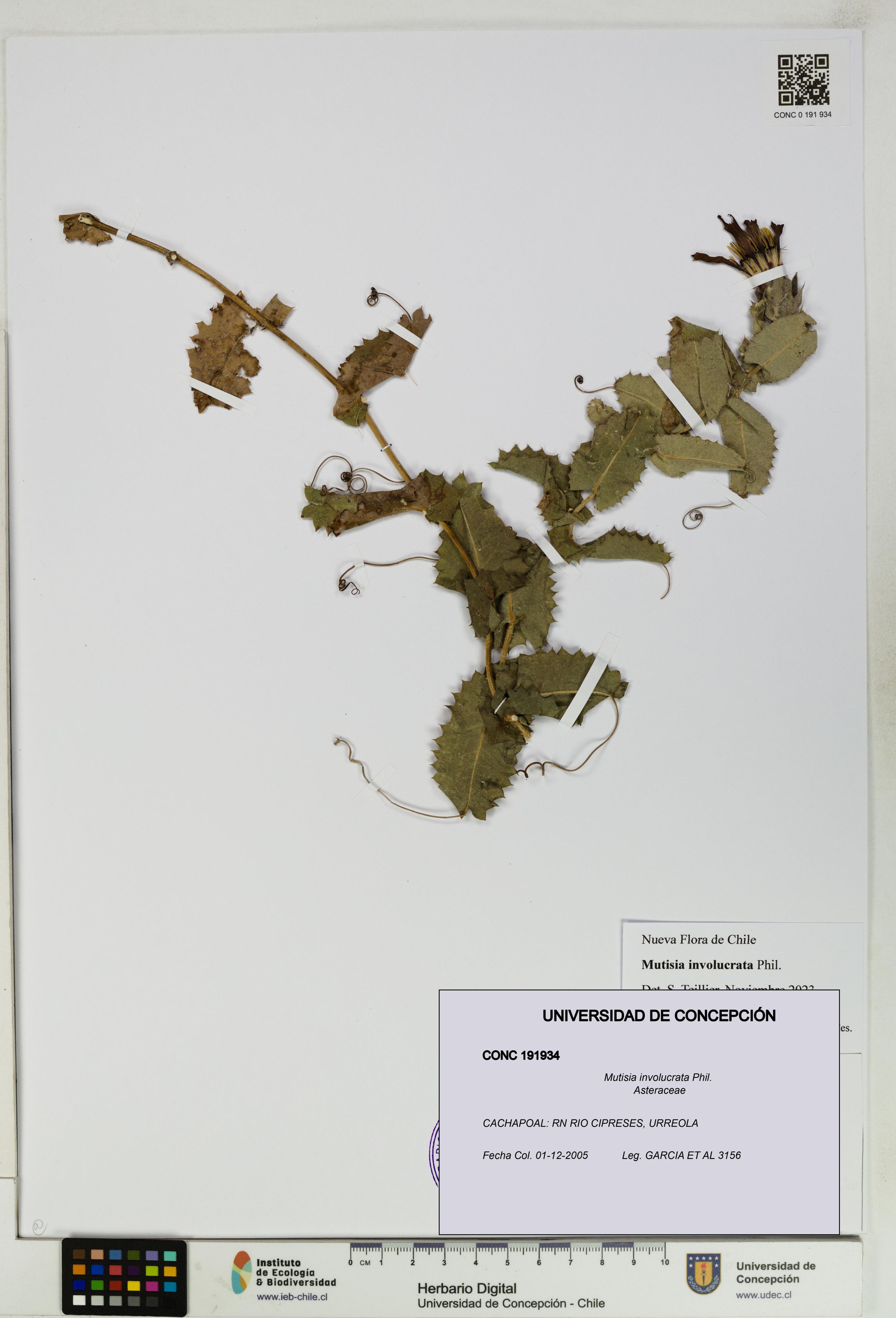 Mutisia involucrata [Espécimen: ]