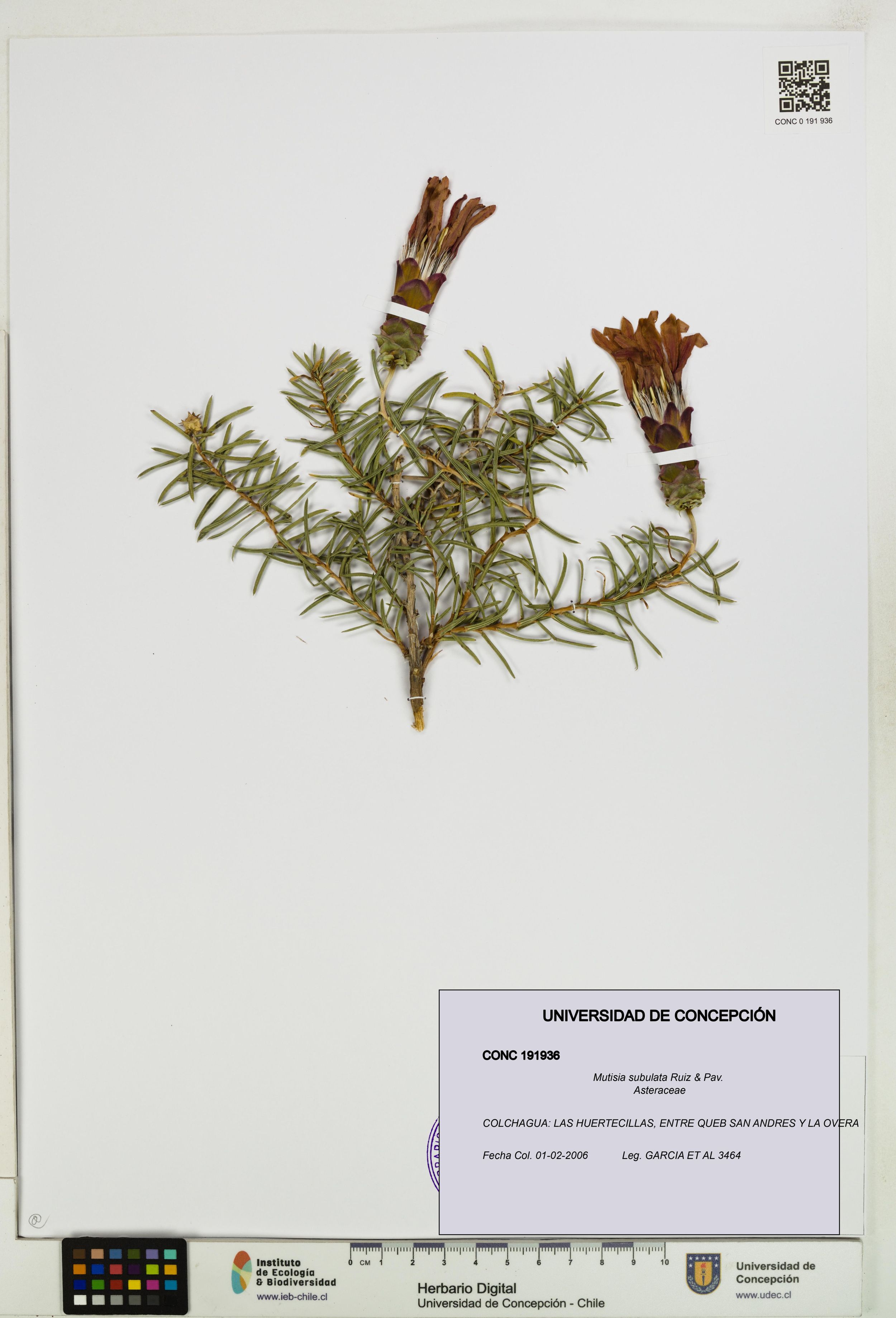 Mutisia subulata [Espécimen: ]