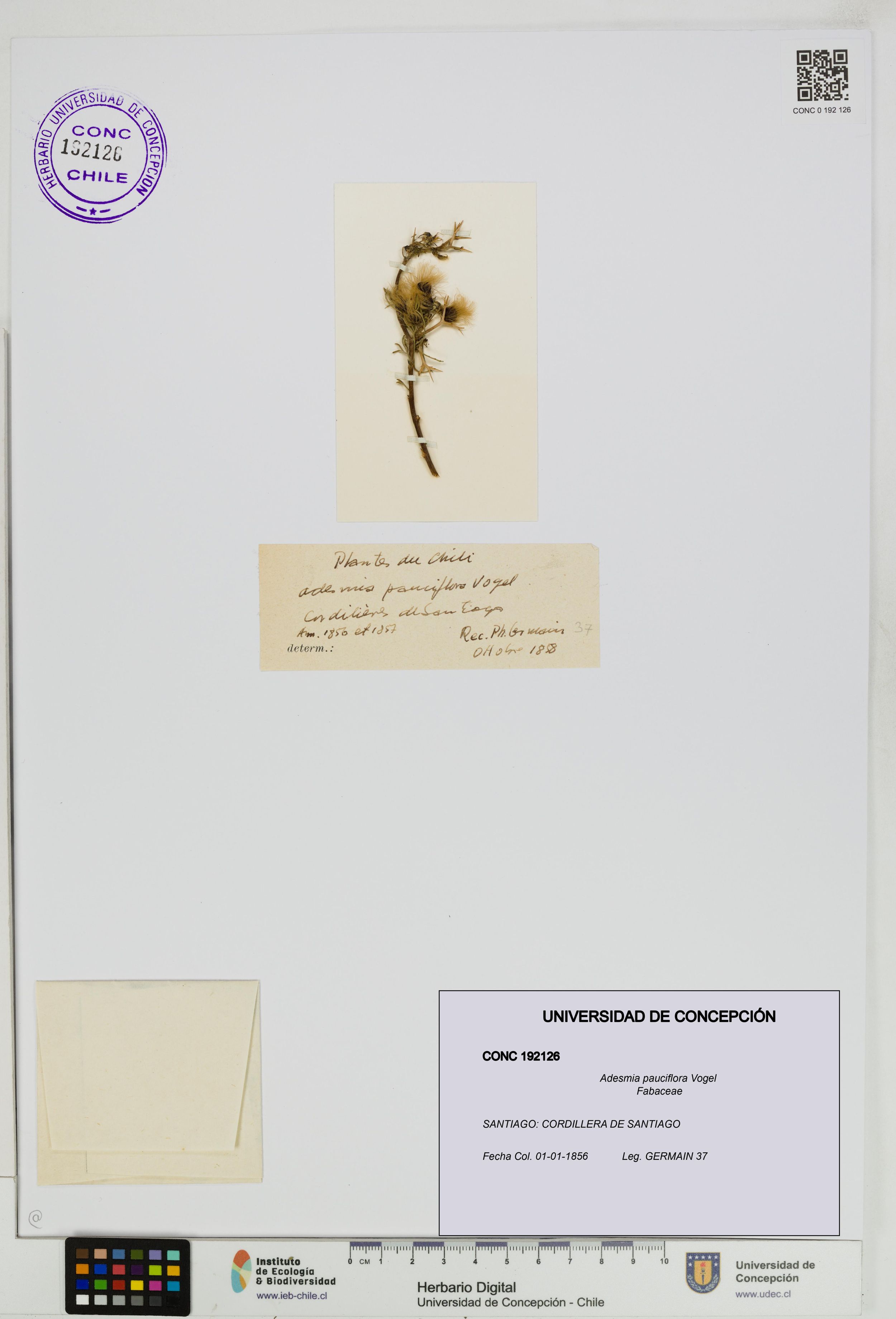 Adesmia pauciflora [Espécimen: ]