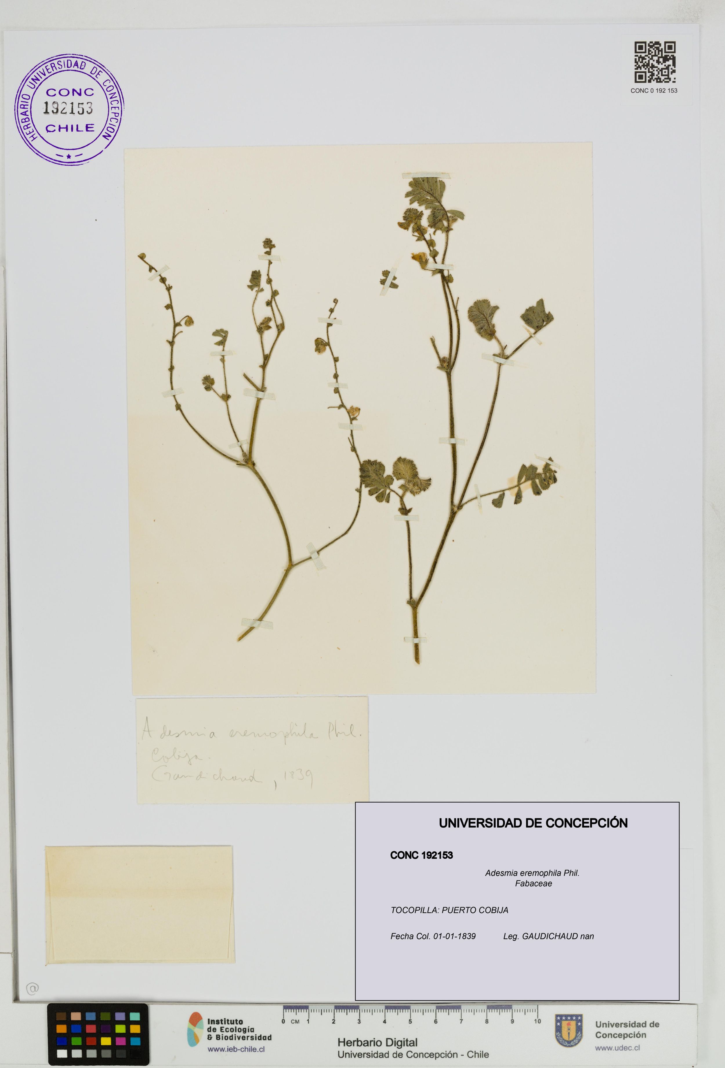 Adesmia eremophila [Espécimen: ]