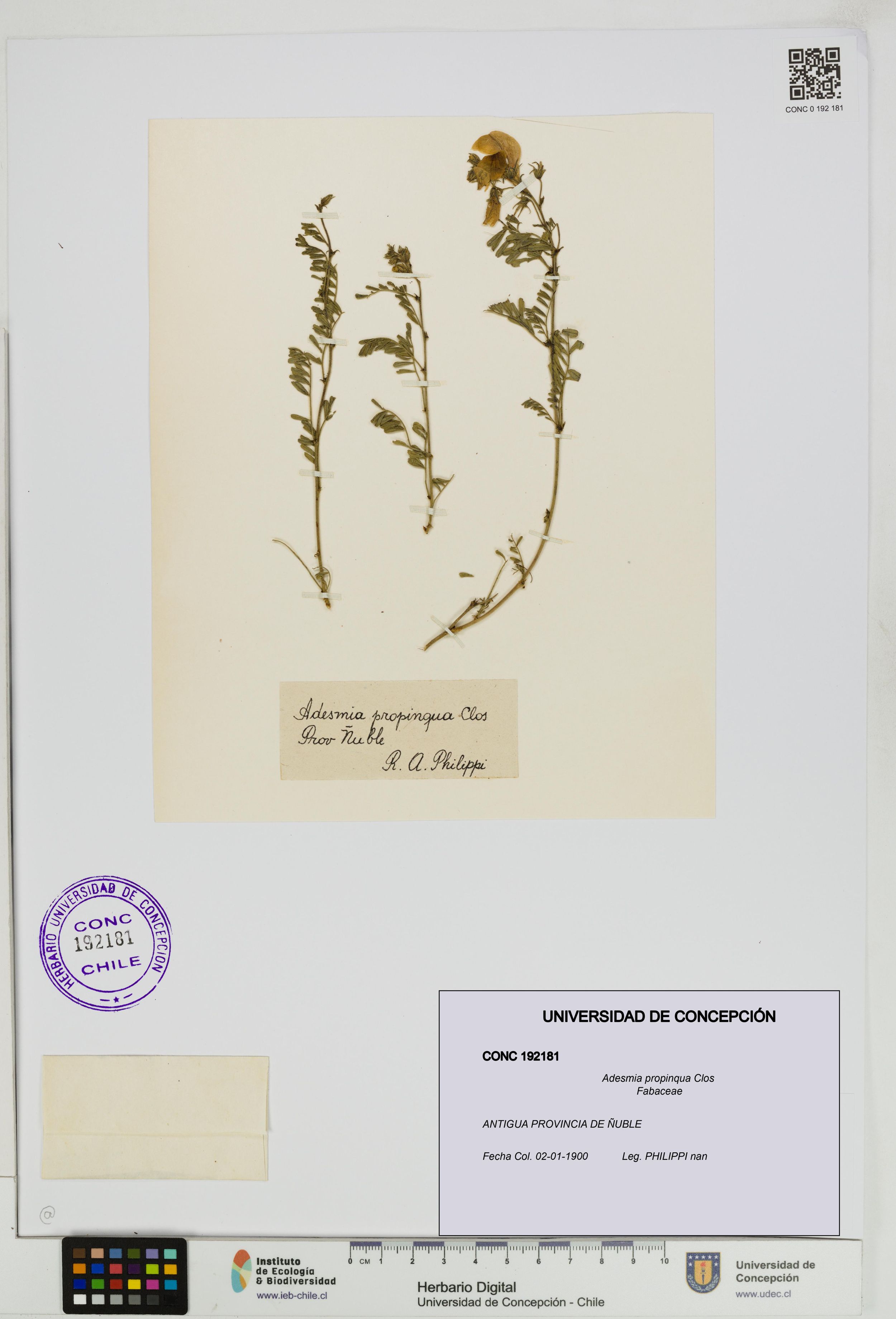 Adesmia propinqua [Espécimen: ]