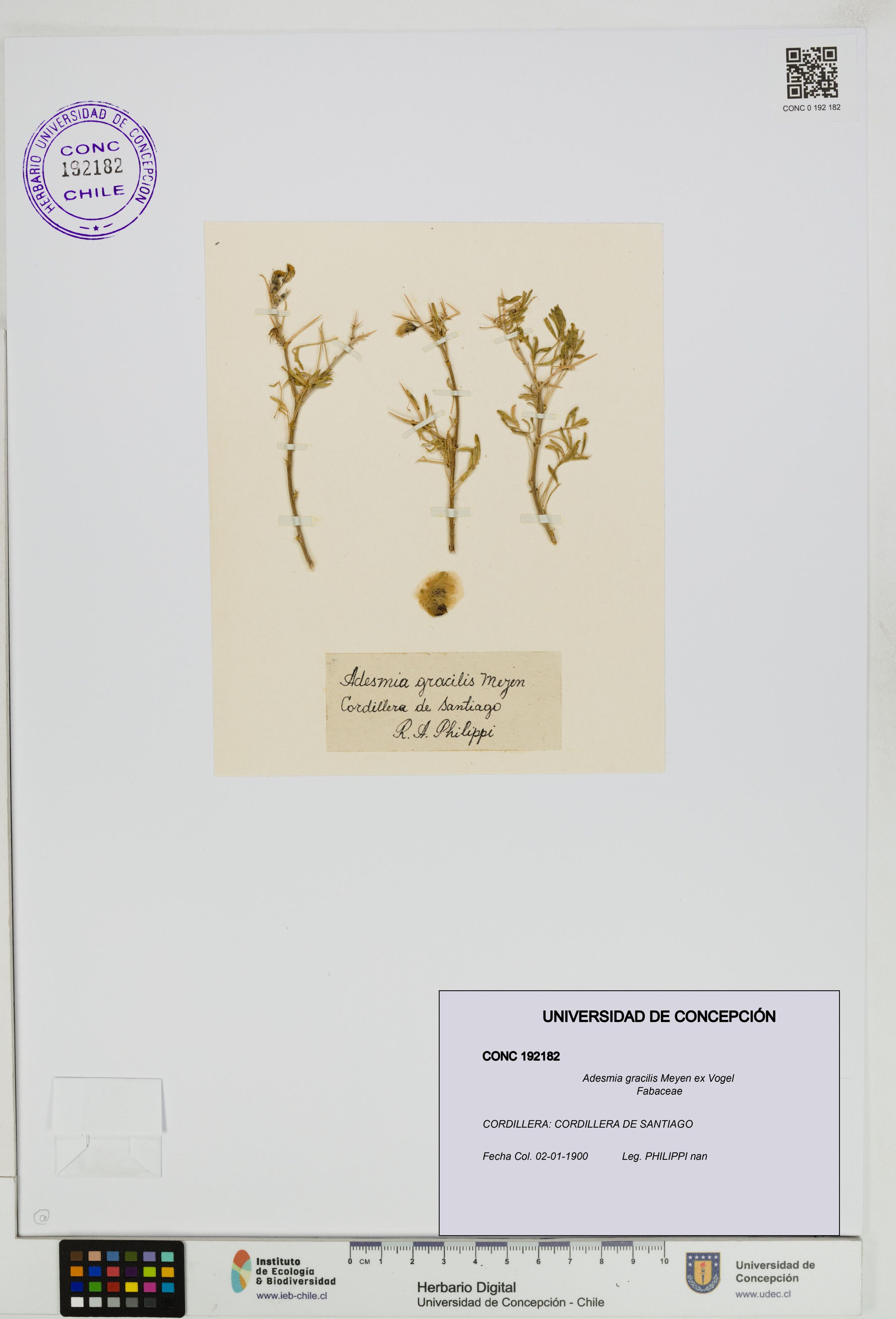 Adesmia gracilis [Espécimen: ]