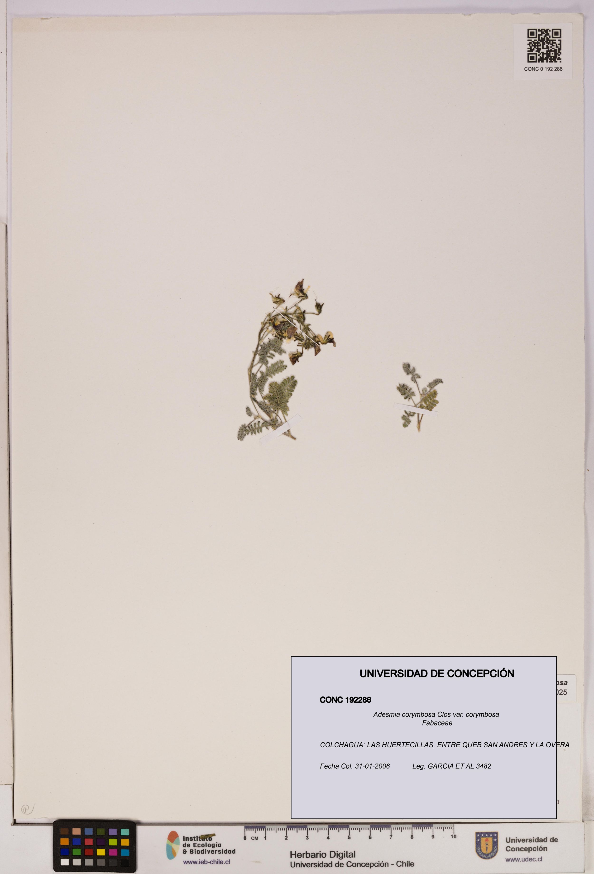 Adesmia corymbosa var. corymbosa [Espécimen: ]