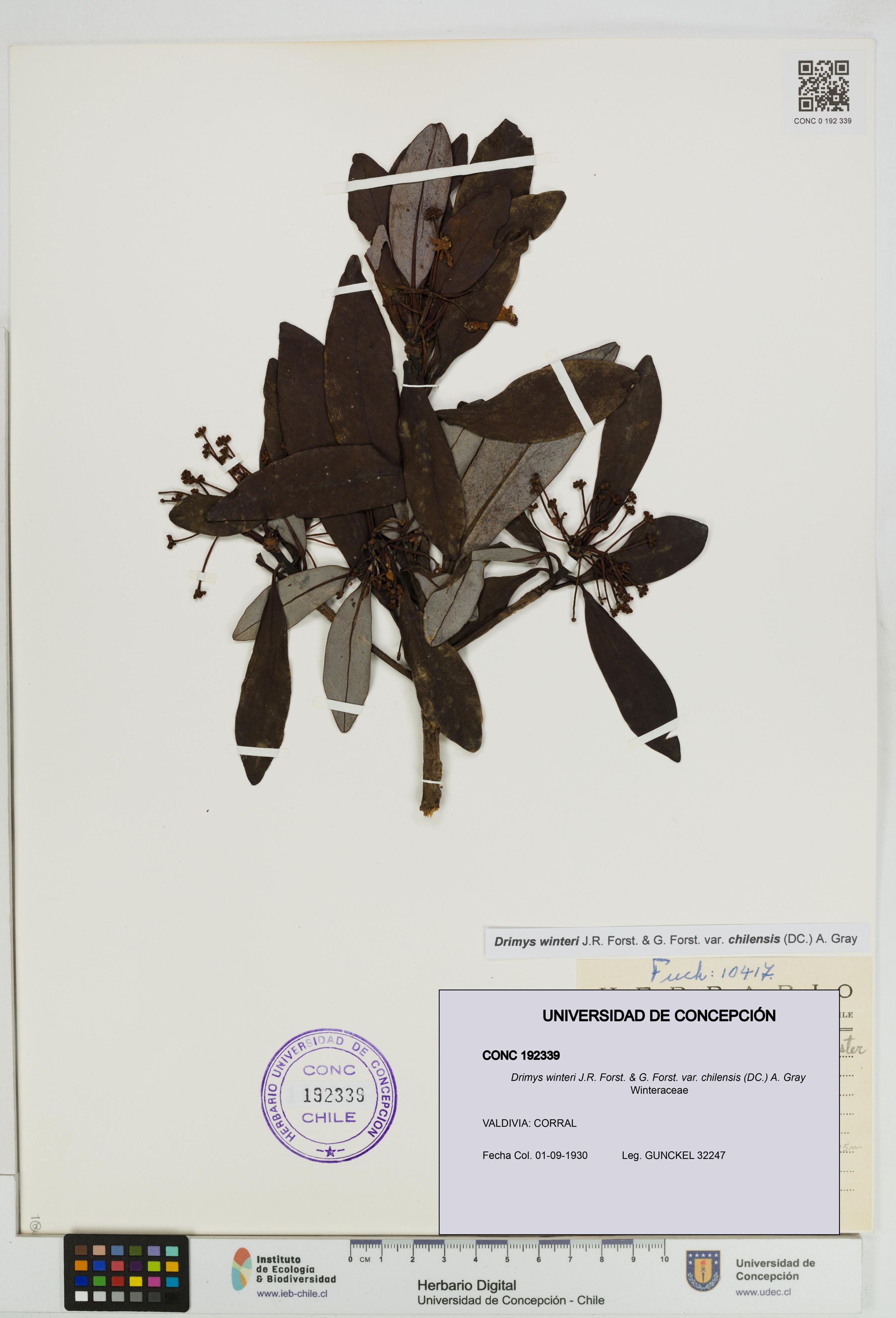 Drimys winteri var. chilensis [Espécimen: ]