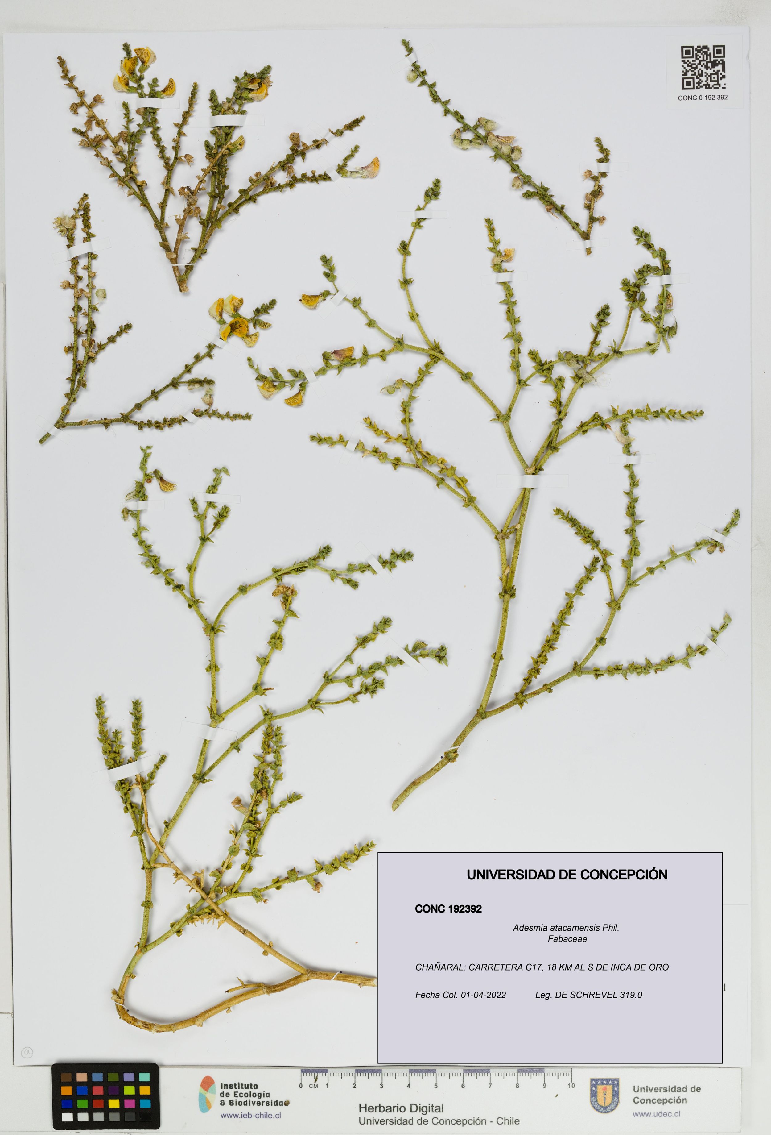 Adesmia atacamensis [Espécimen: ]