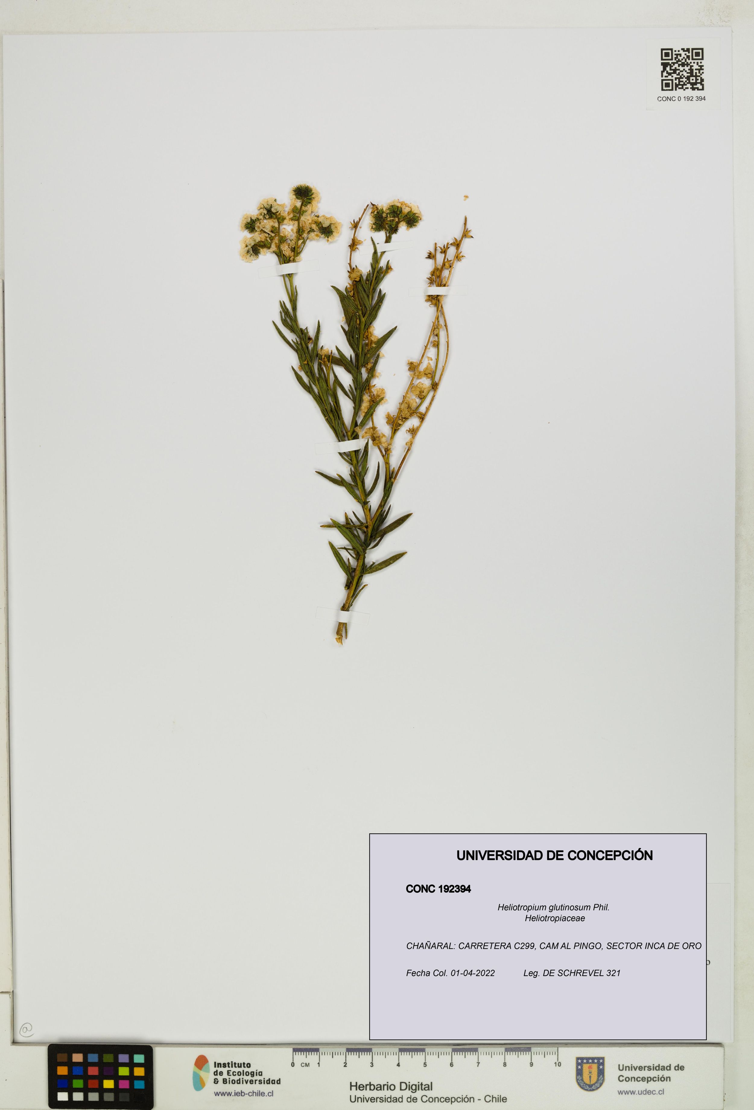 Heliotropium glutinosum [Espécimen: ]