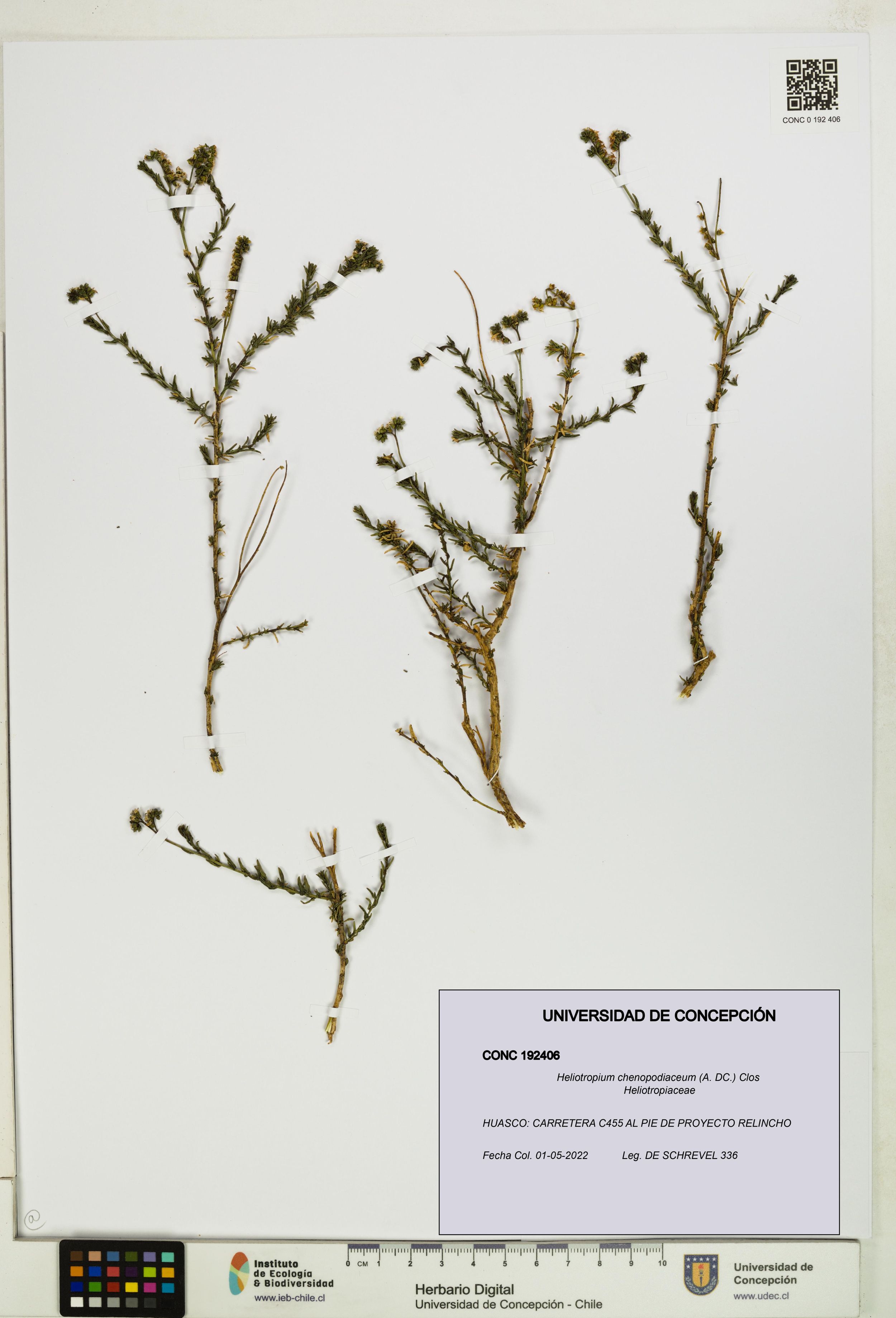 Heliotropium chenopodiaceum [Espécimen: ]