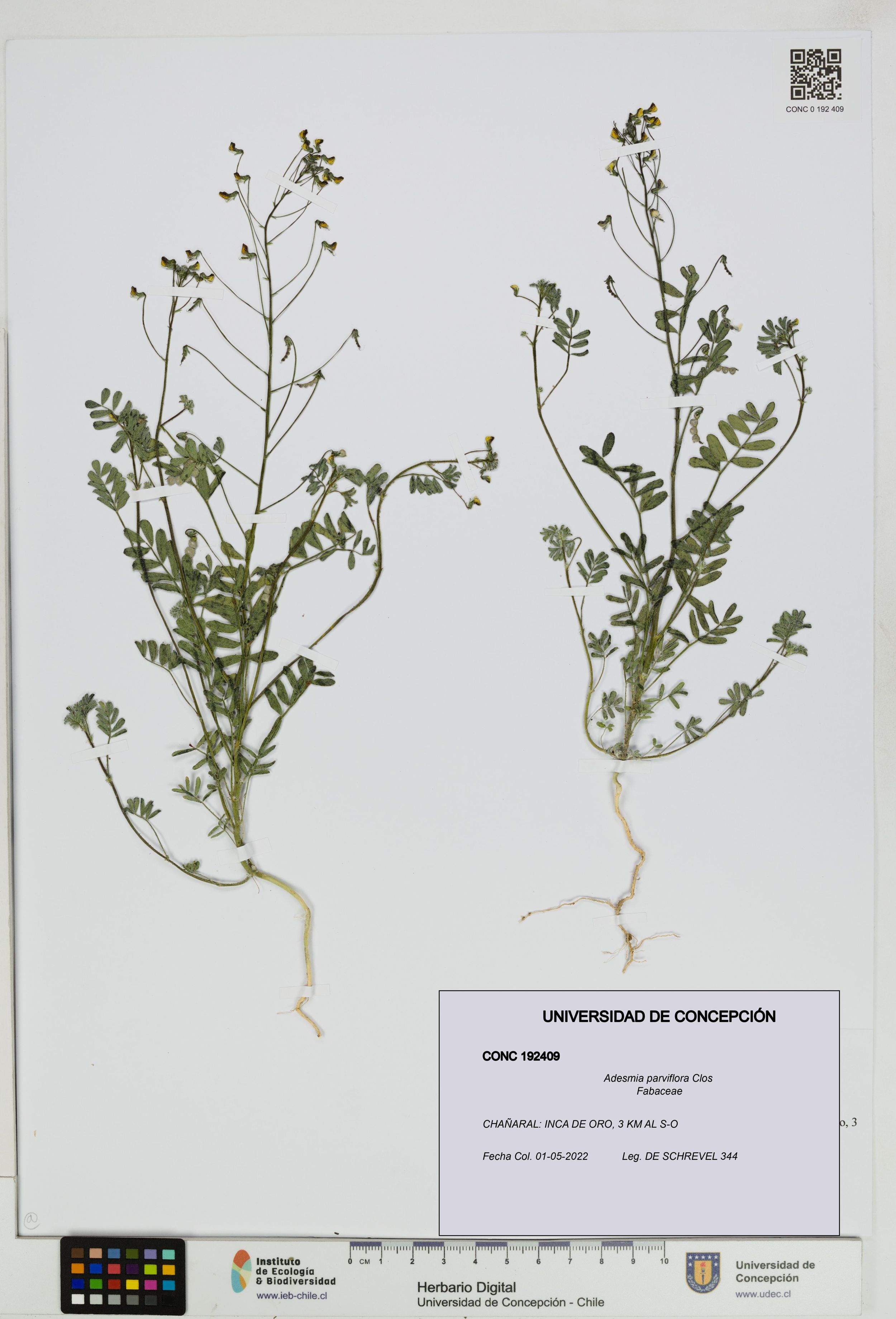 Adesmia parviflora [Espécimen: ]
