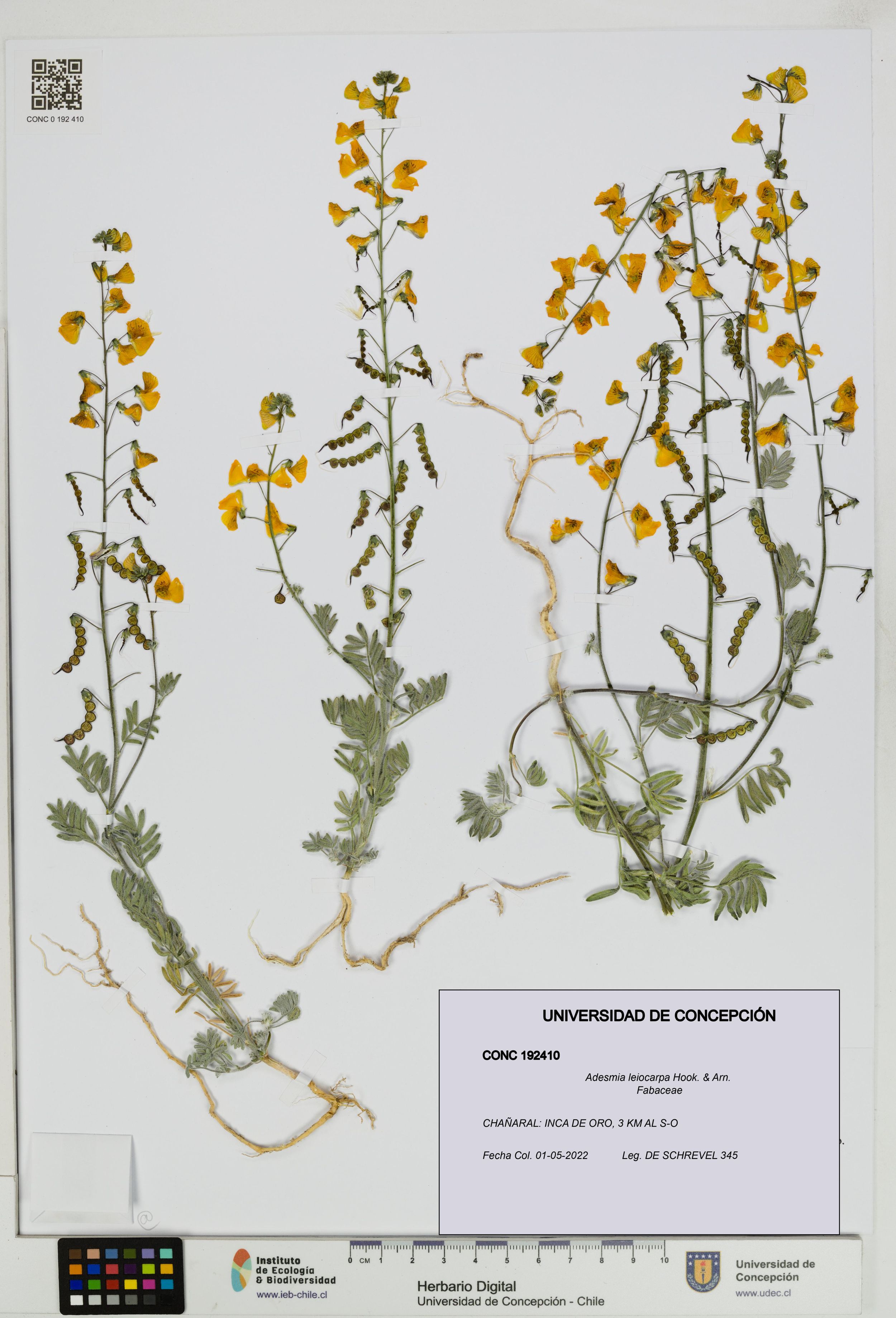Adesmia leiocarpa [Espécimen: ]