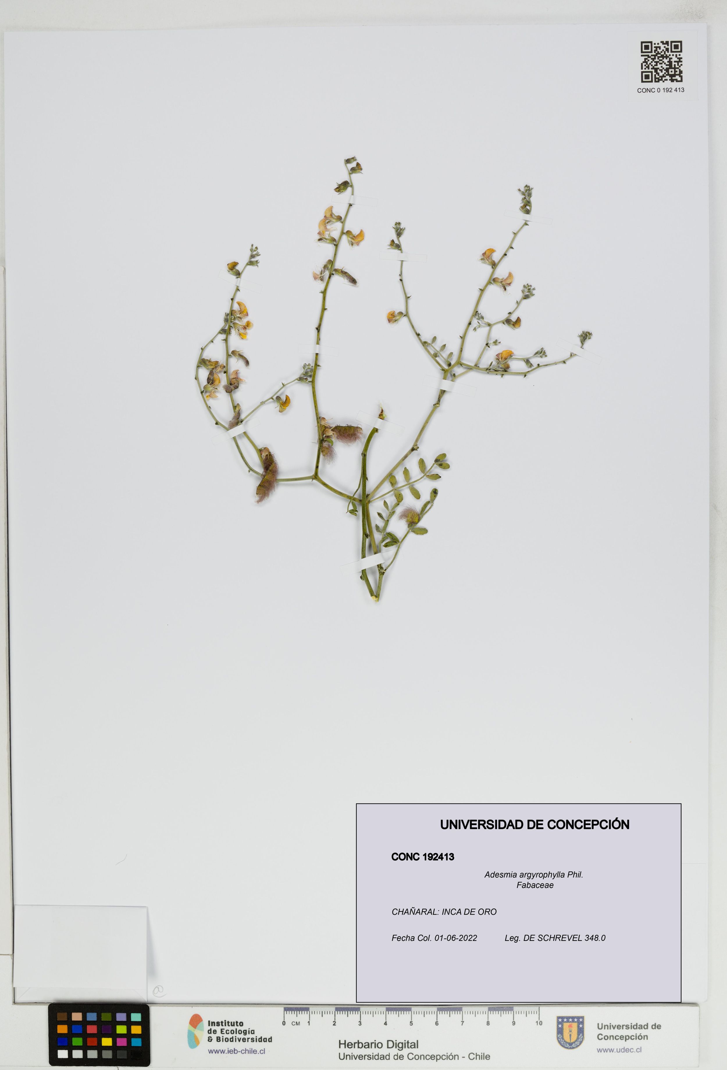 Adesmia argyrophylla [Espécimen: ]