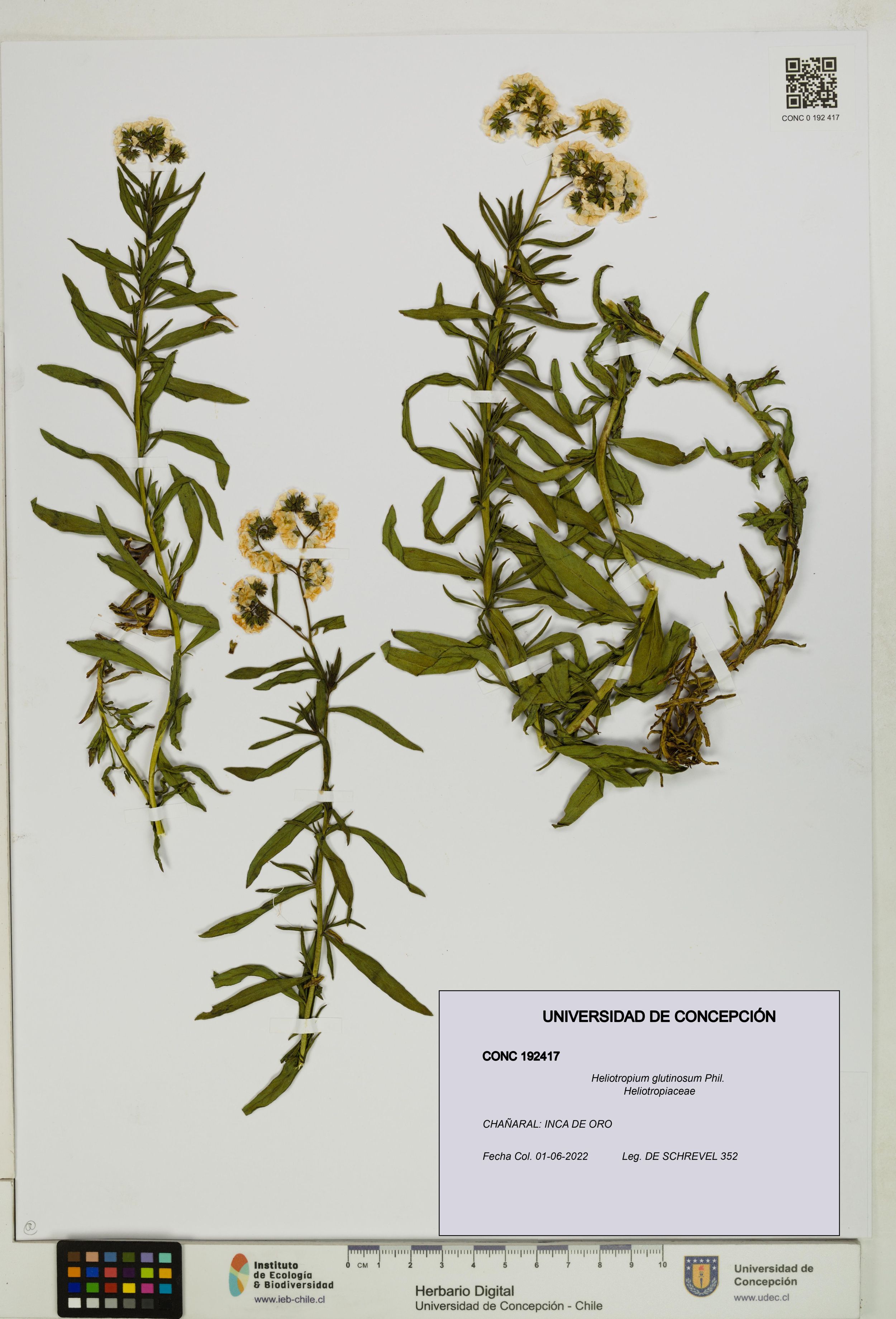 Heliotropium glutinosum [Espécimen: ]