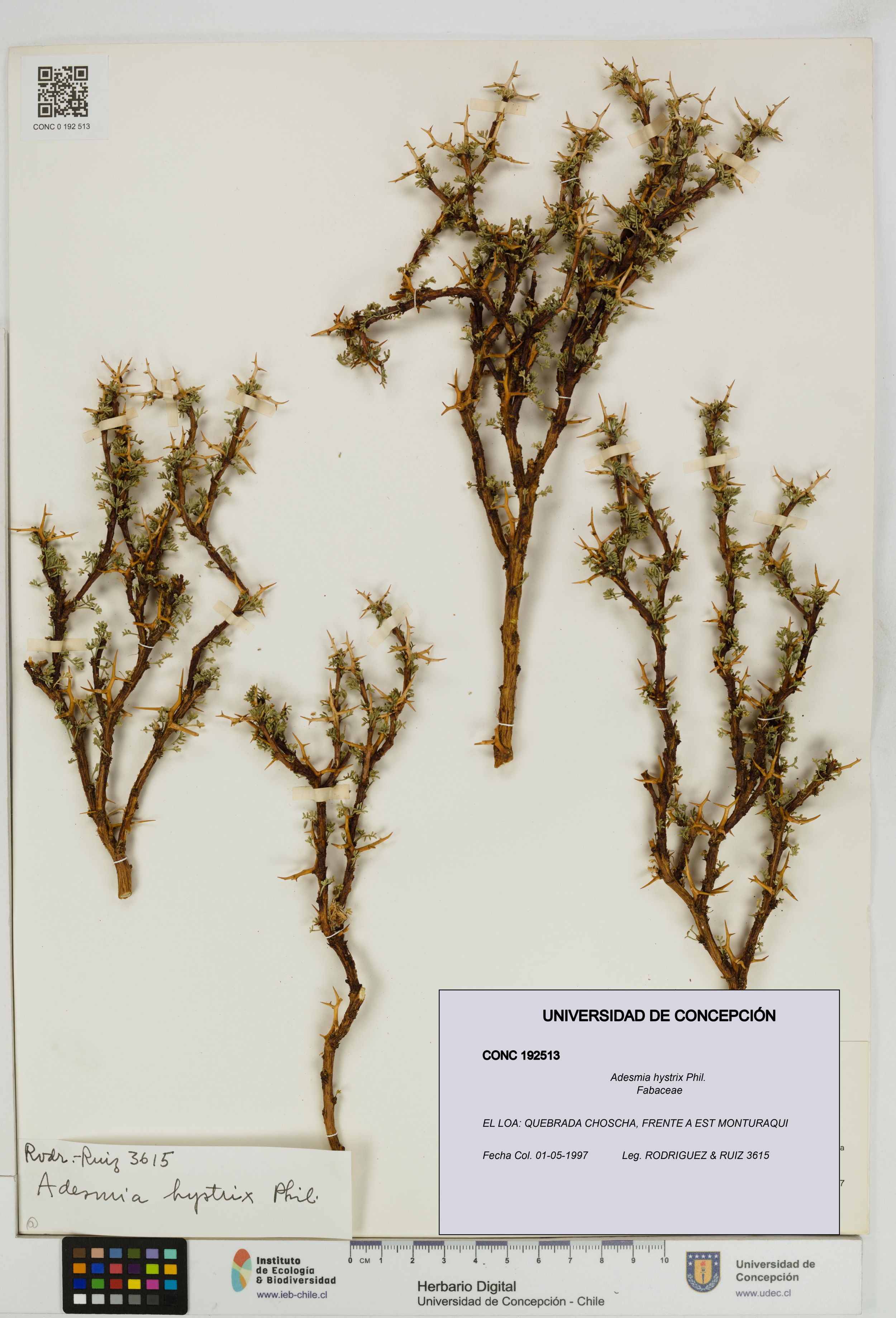 Adesmia hystrix [Espécimen: ]