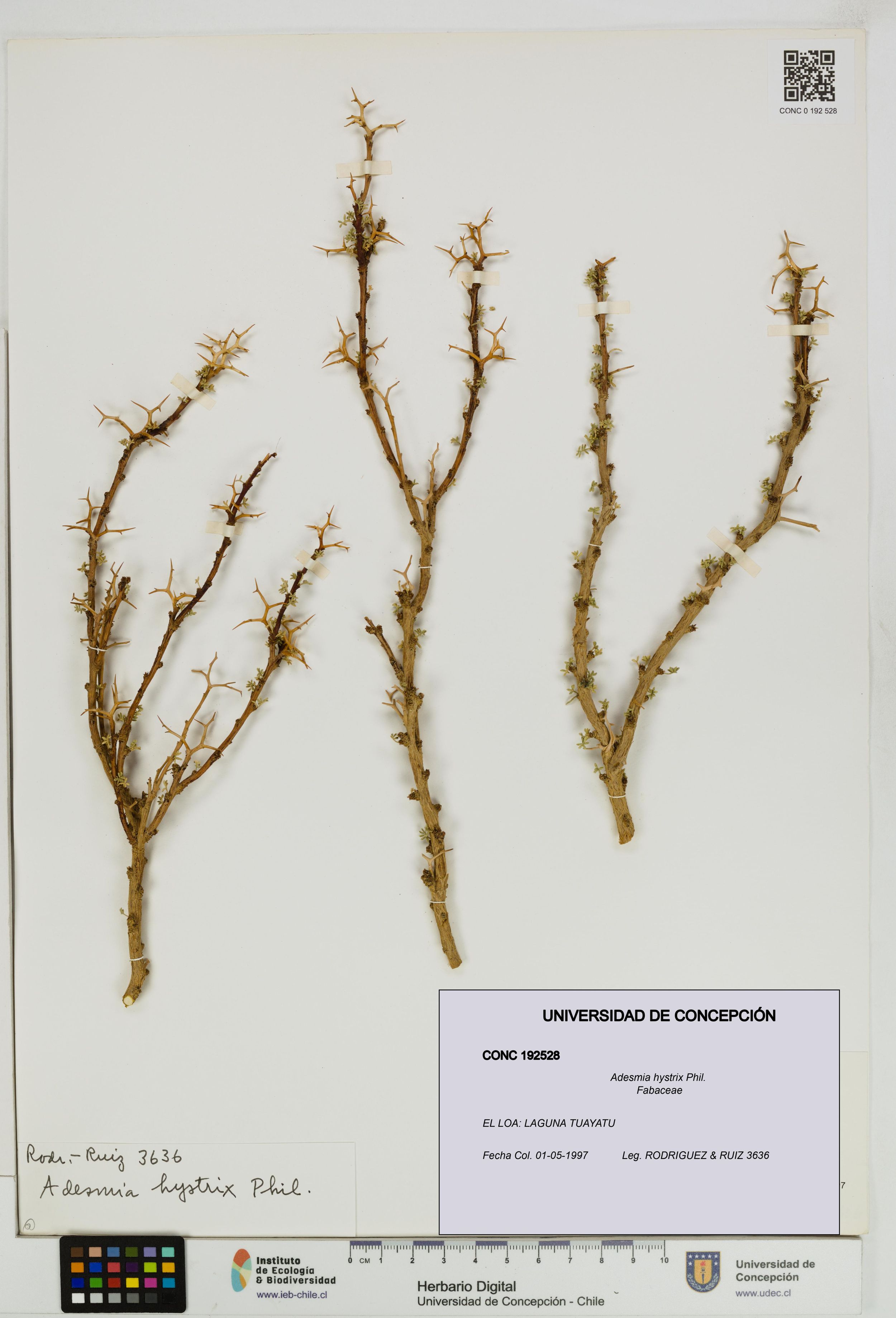 Adesmia hystrix [Espécimen: ]