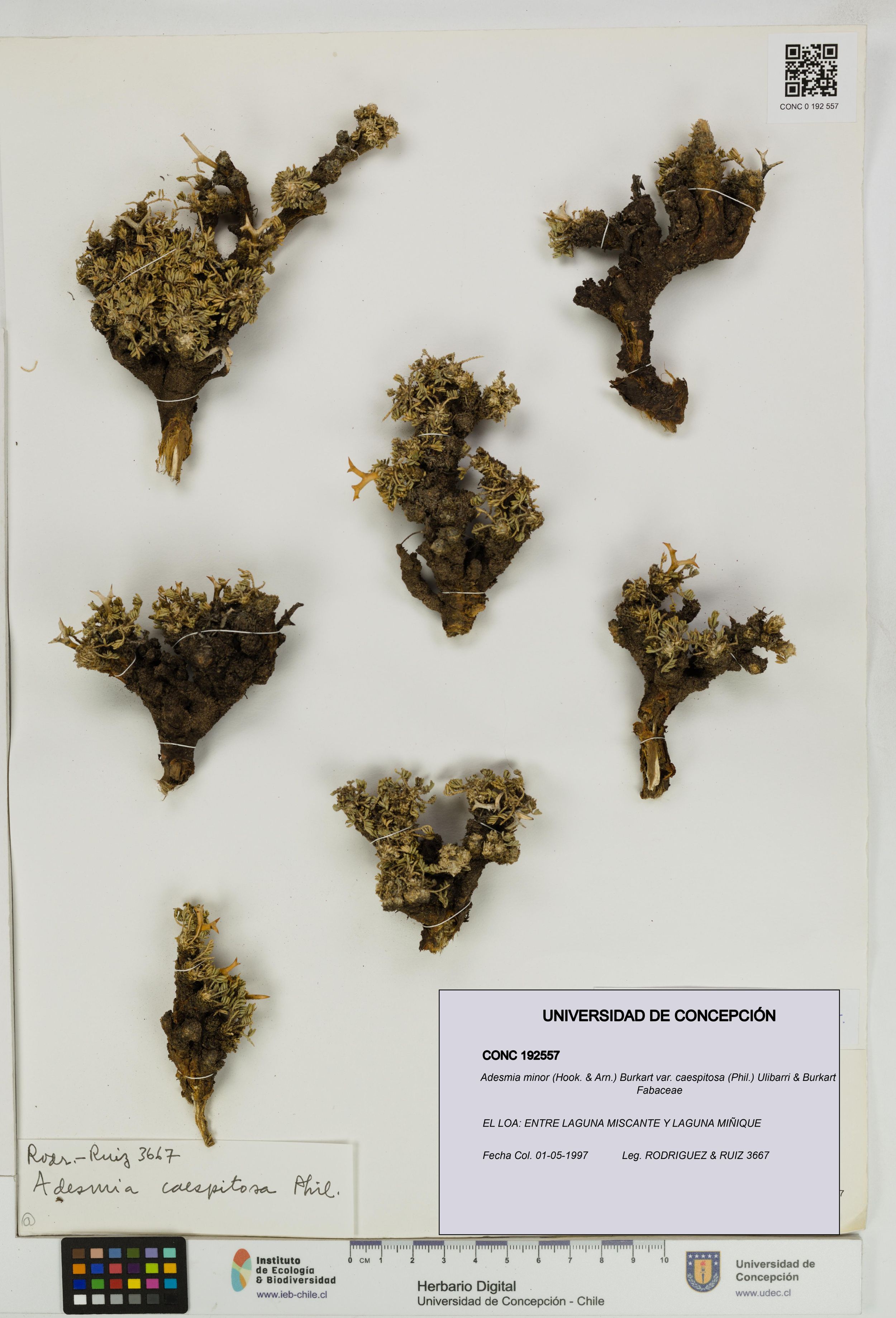 Adesmia minor var. caespitosa [Espécimen: ]