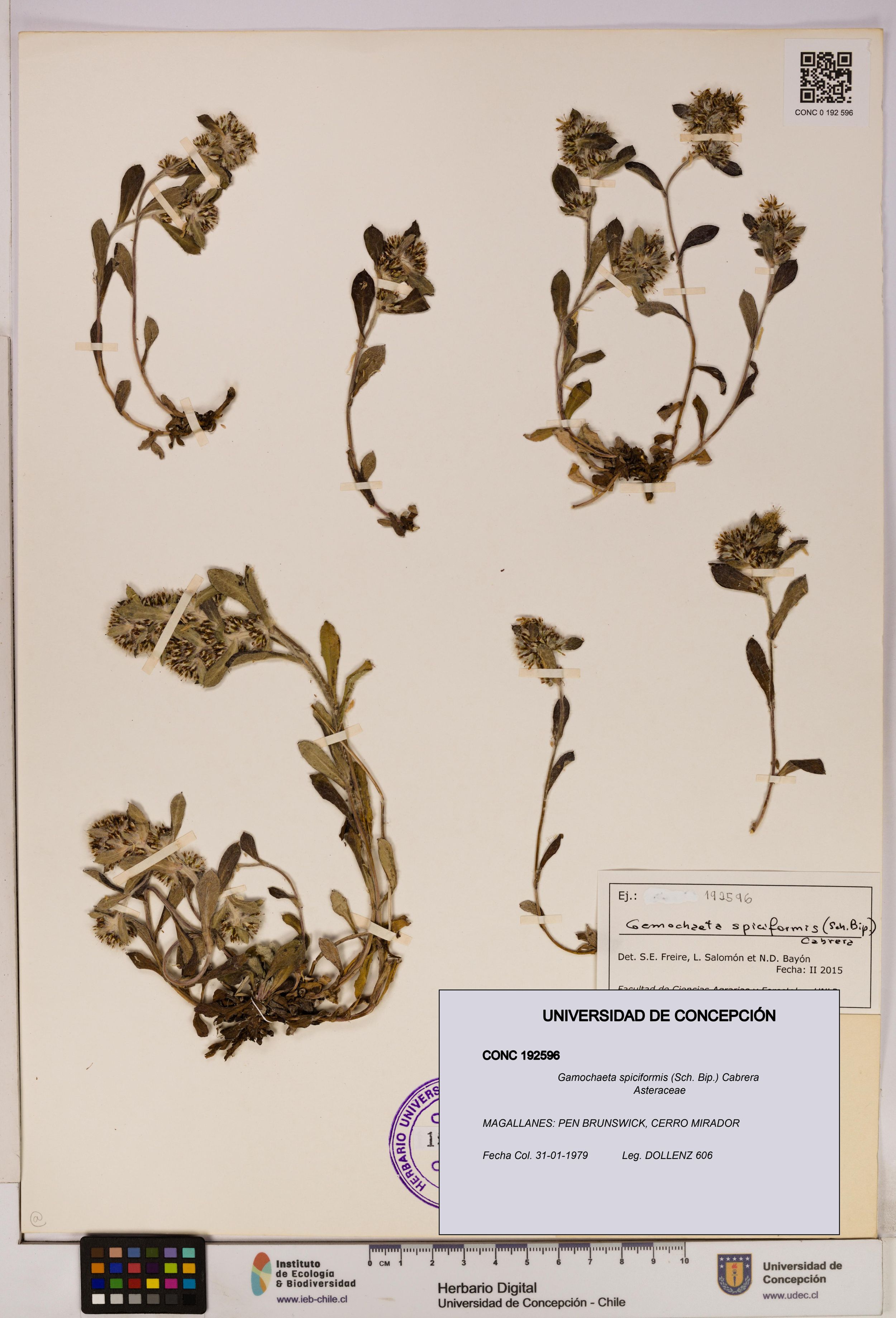 Gamochaeta spiciformis [Espécimen: ]