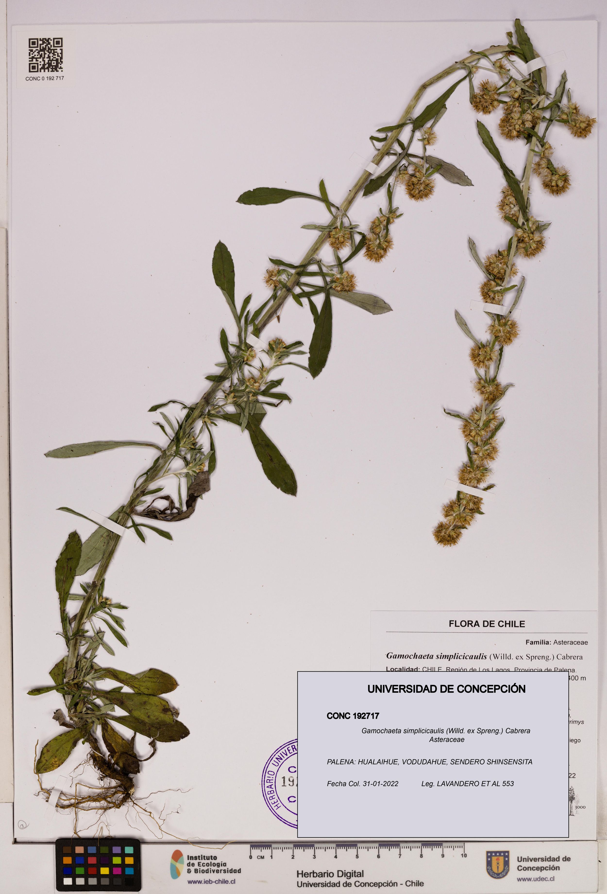 Gamochaeta simplicicaulis [Espécimen: ]