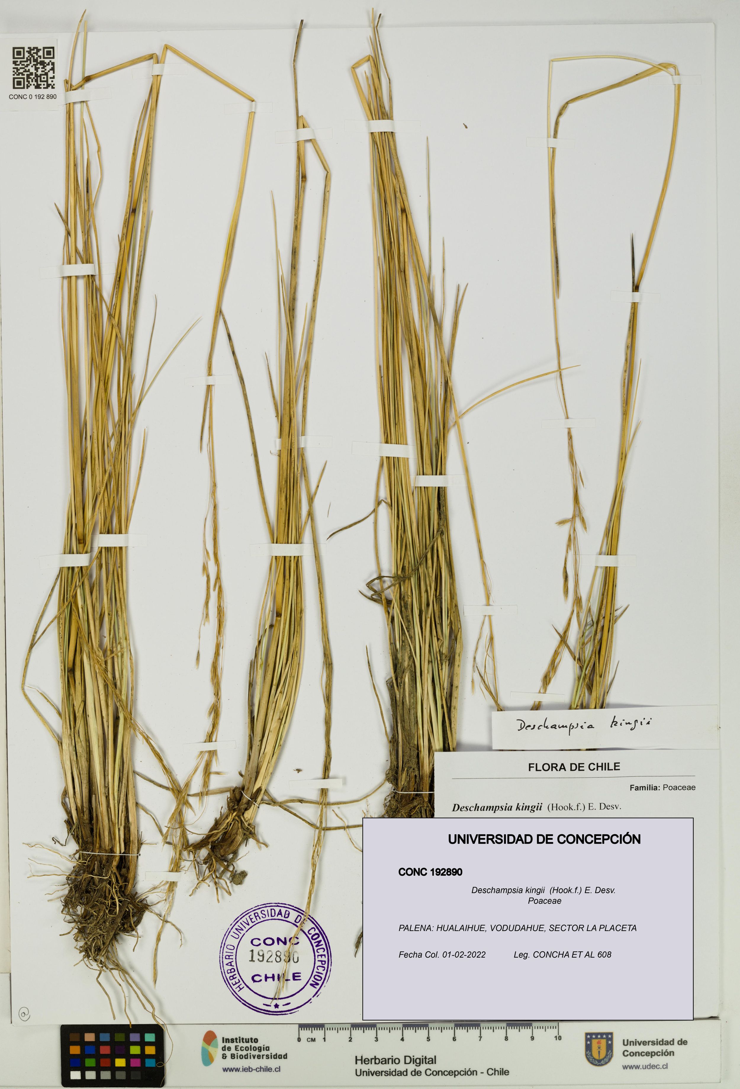 Deschampsia kingii [Espécimen: ]