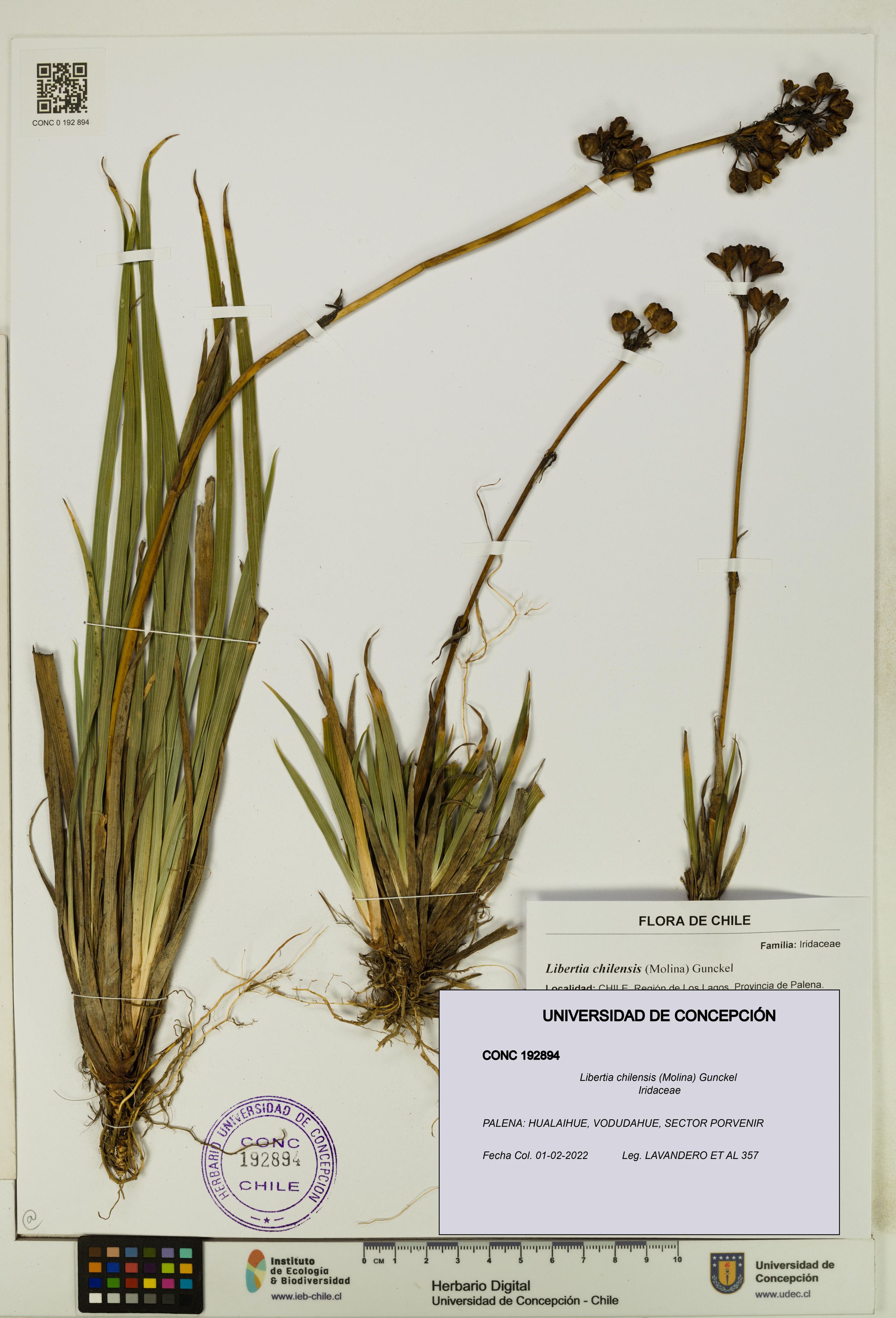Libertia chilensis [Espécimen: ]