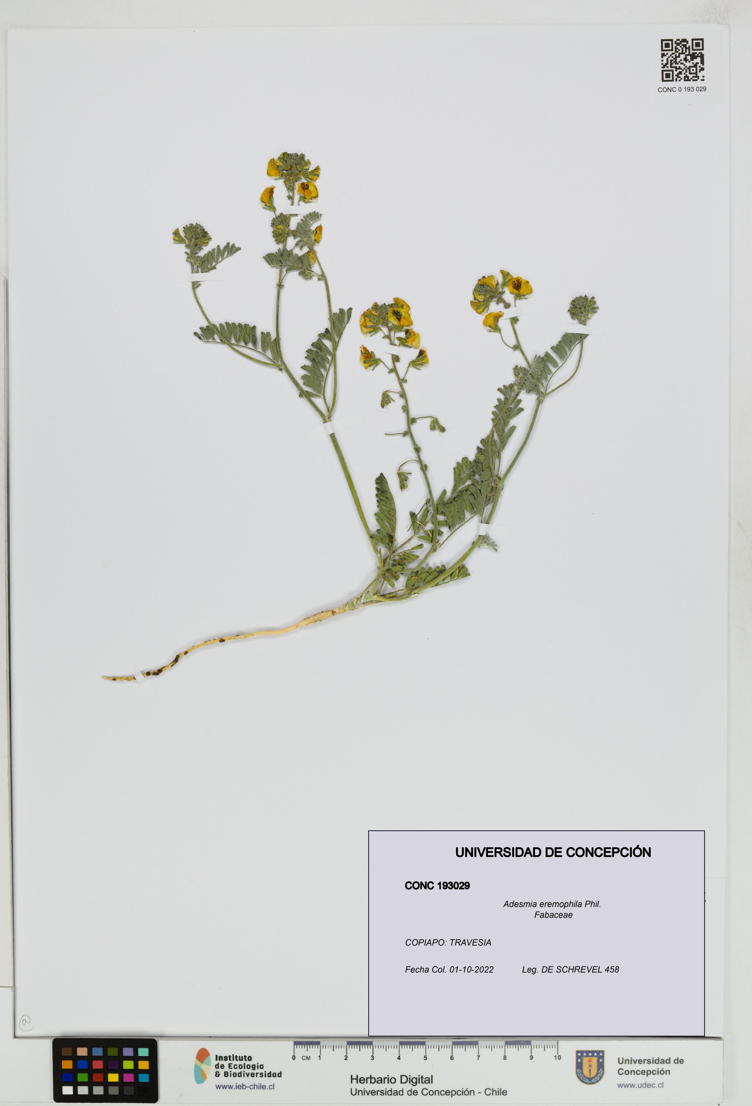 Adesmia eremophila [Espécimen: ]
