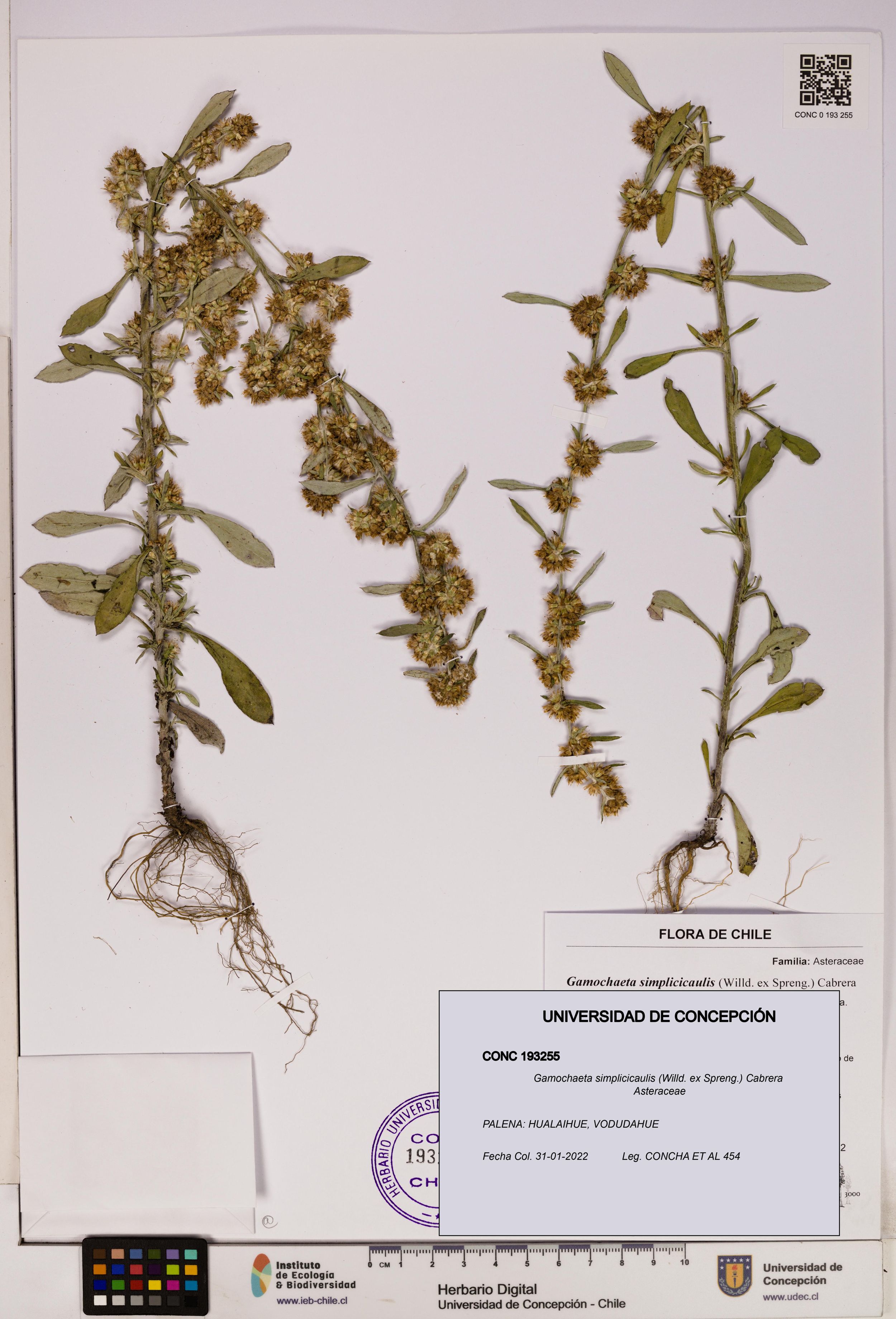 Gamochaeta simplicicaulis [Espécimen: ]