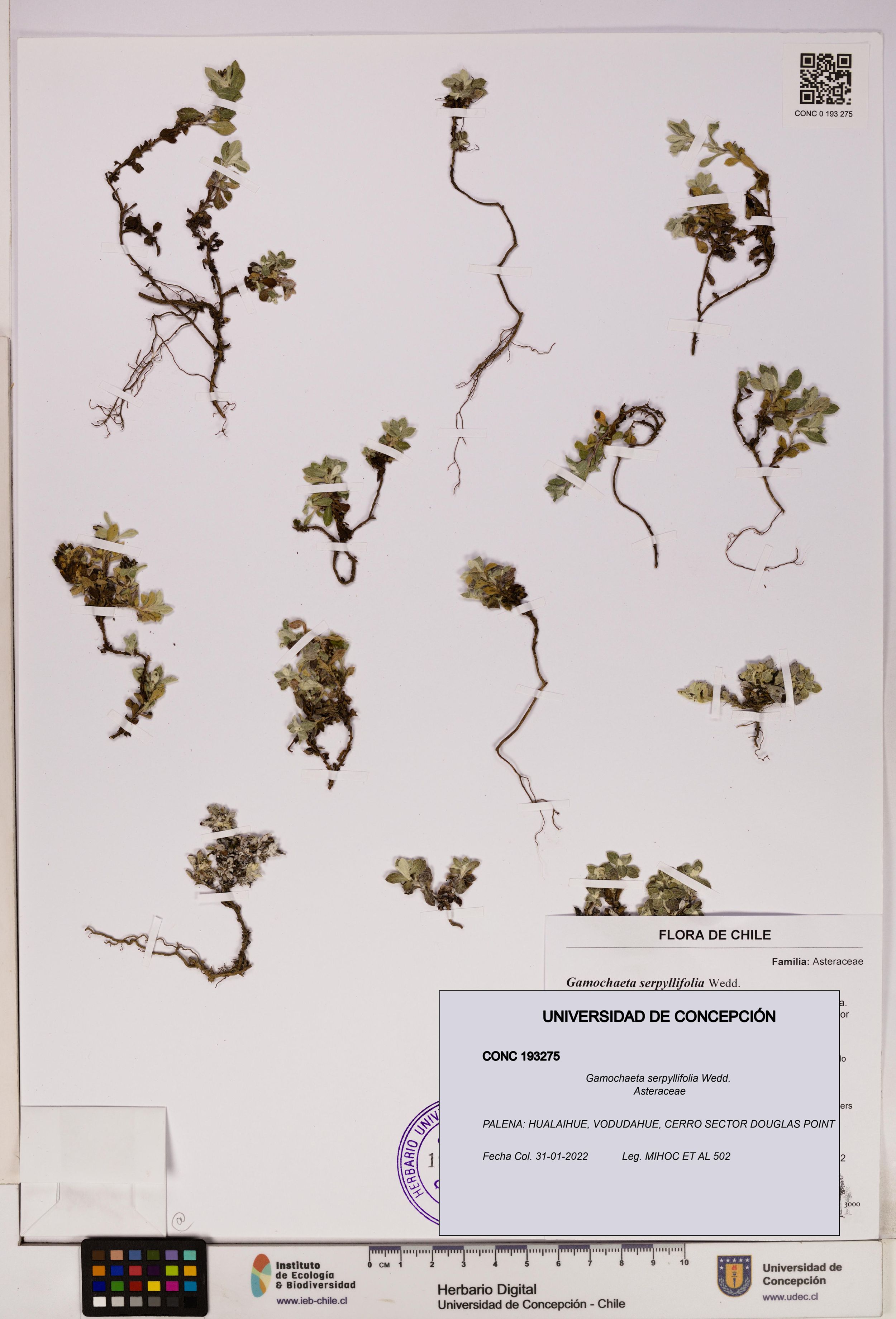 Gamochaeta serpyllifolia [Espécimen: ]