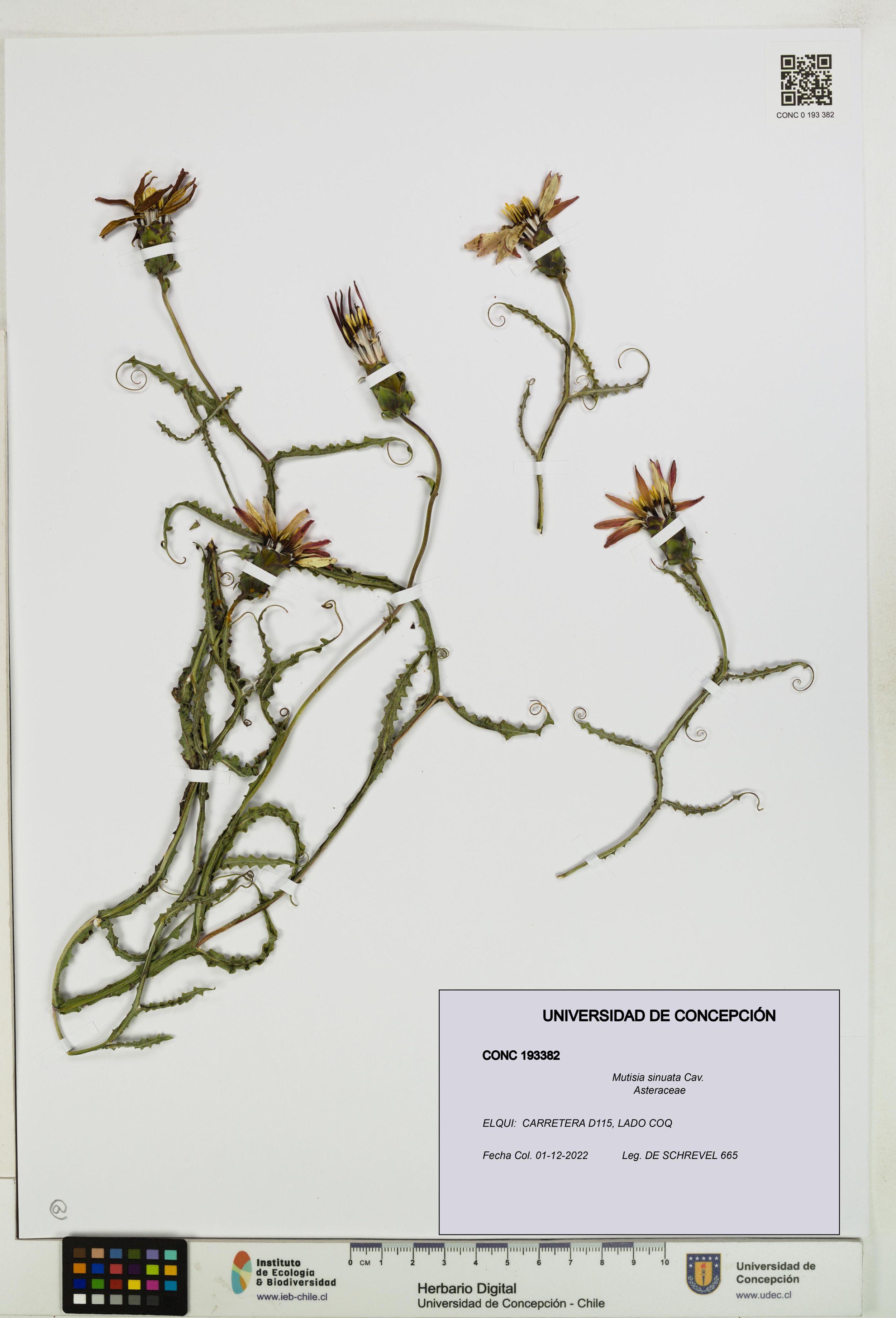 Mutisia sinuata [Espécimen: ]