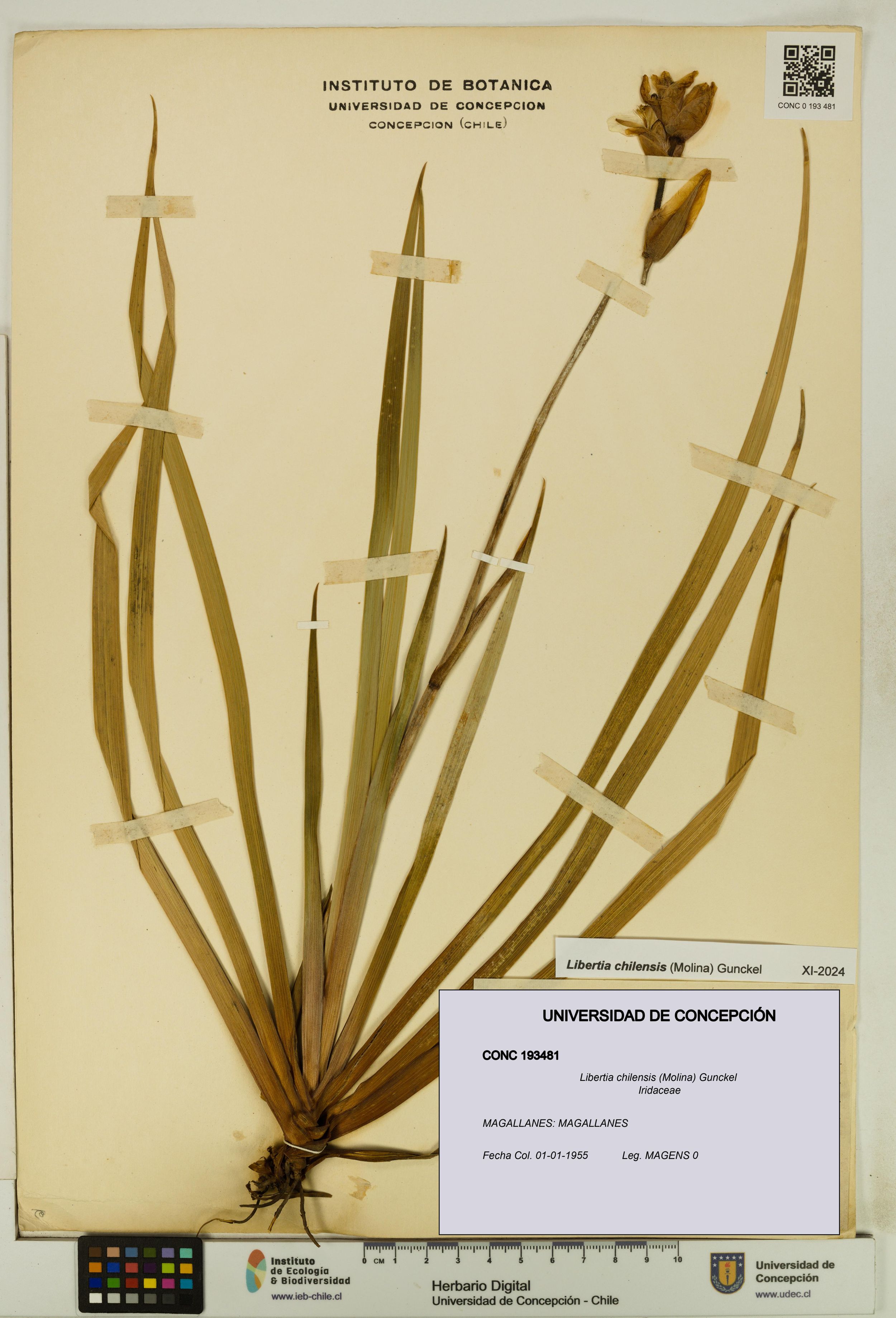 Libertia chilensis [Espécimen: ]