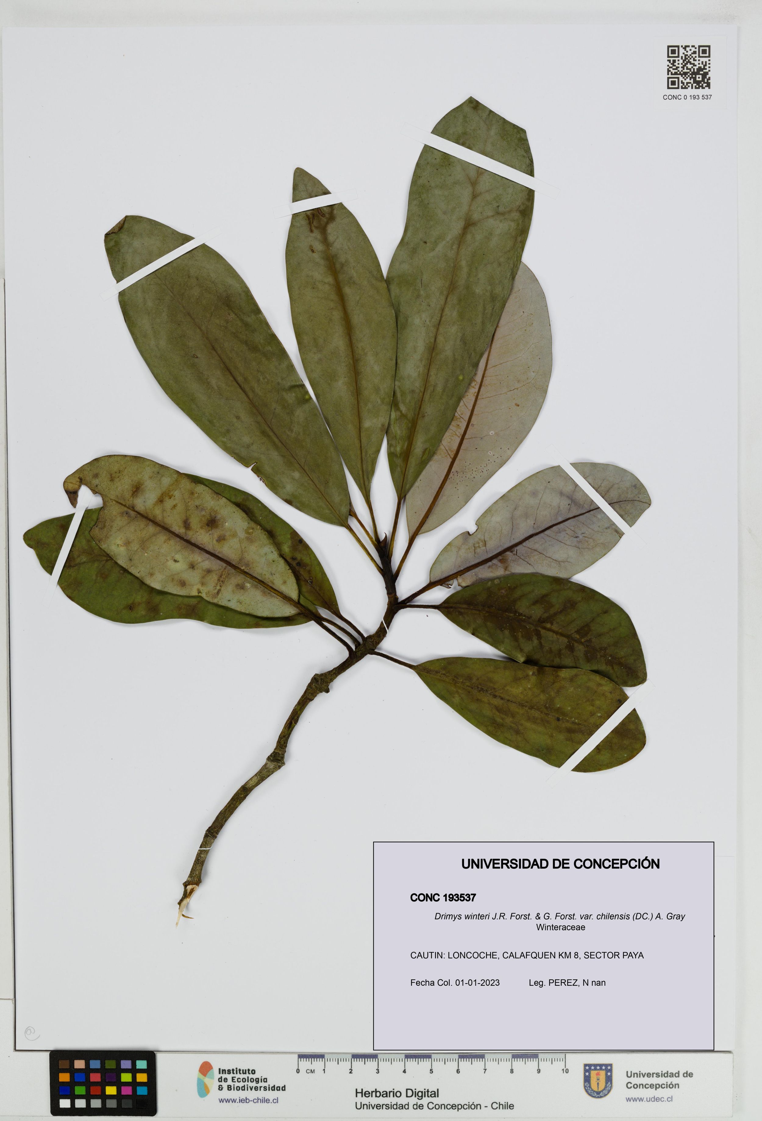 Drimys winteri var. chilensis [Espécimen: ]