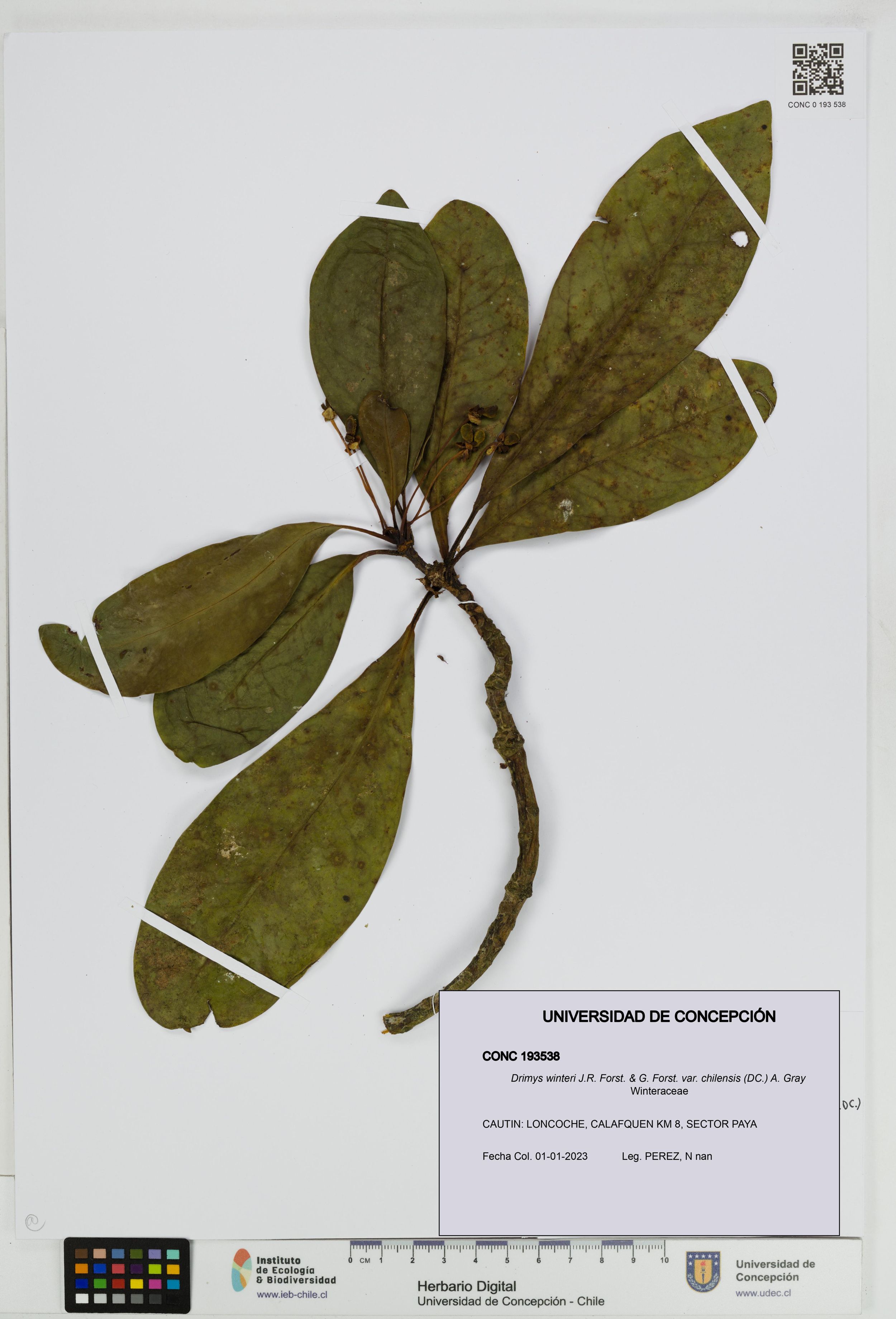 Drimys winteri var. chilensis [Espécimen: ]