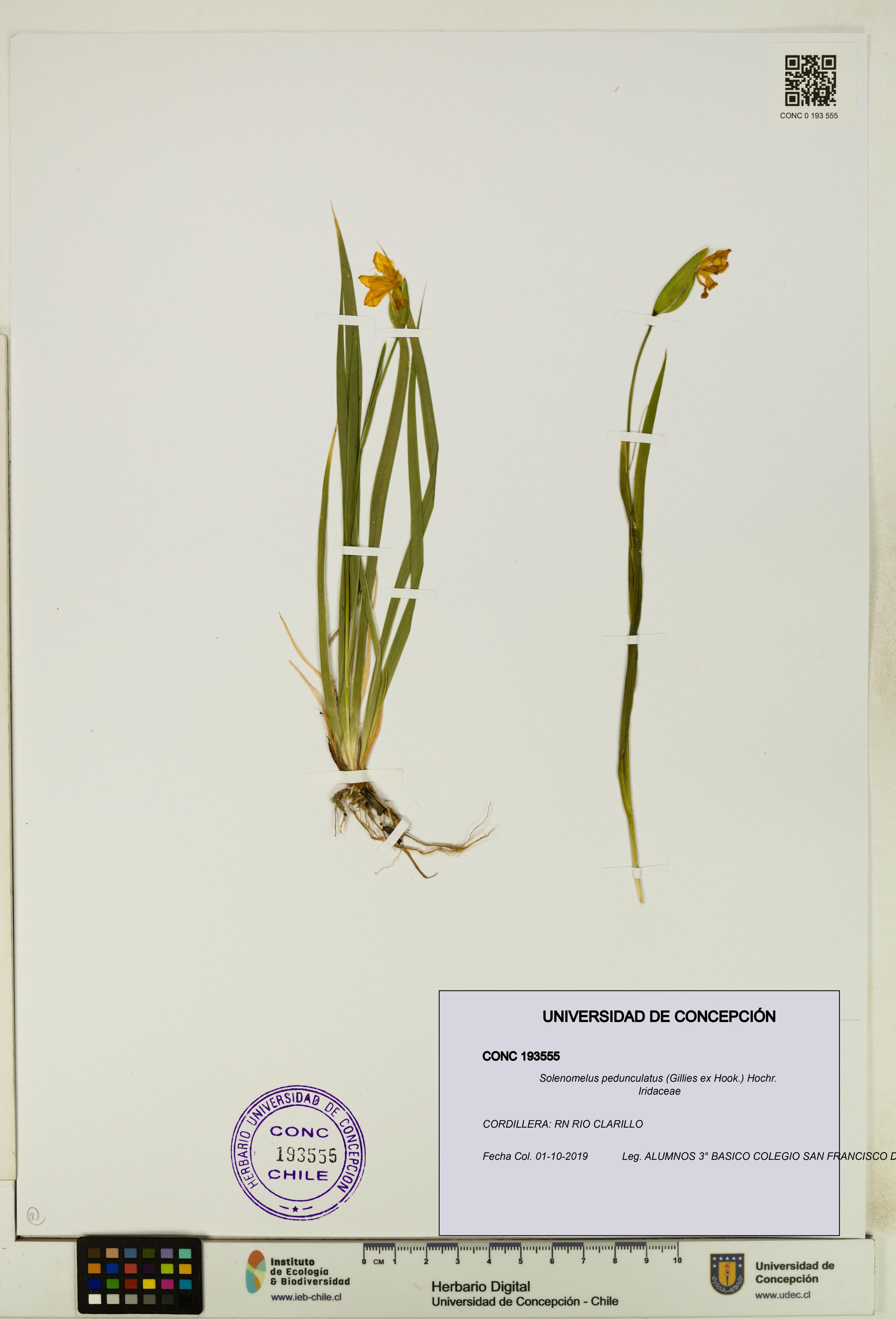 Solenomelus pedunculatus [Espécimen: ]